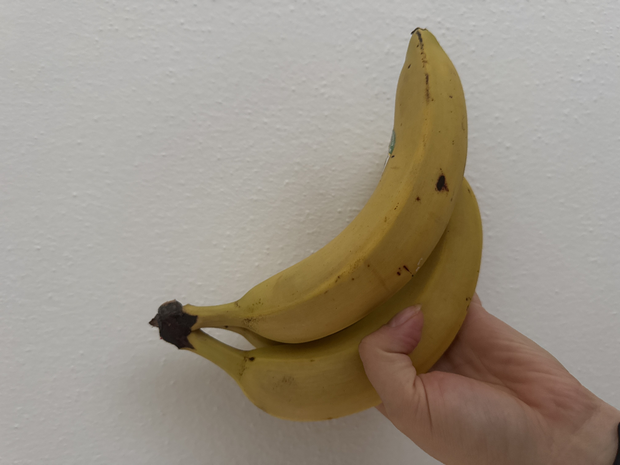 The image shows a bunch of ripe yellow bananas being held by a person's hand against a textured white wall. The bananas are slightly curved and have a few brown spots, indicating they are mature. A small green sticker is visible on one of the bananas. The person's hand, which appears to be fair-skinned, is gently holding the lower part of the banana bunch. The wall has a speckled texture, suggesting it might be painted stucco or a similar material. The lighting is even, with no strong shadows, implying an indoor setting or diffused natural light. No specific time of day or weather conditions can be determined. The context provided indicates the location is Hohenbrunn, Germany. The image focuses on the fruit and the hand, with the wall serving as a neutral background. There is no discernible text in the image apart from the small sticker on the banana, which is not legible.