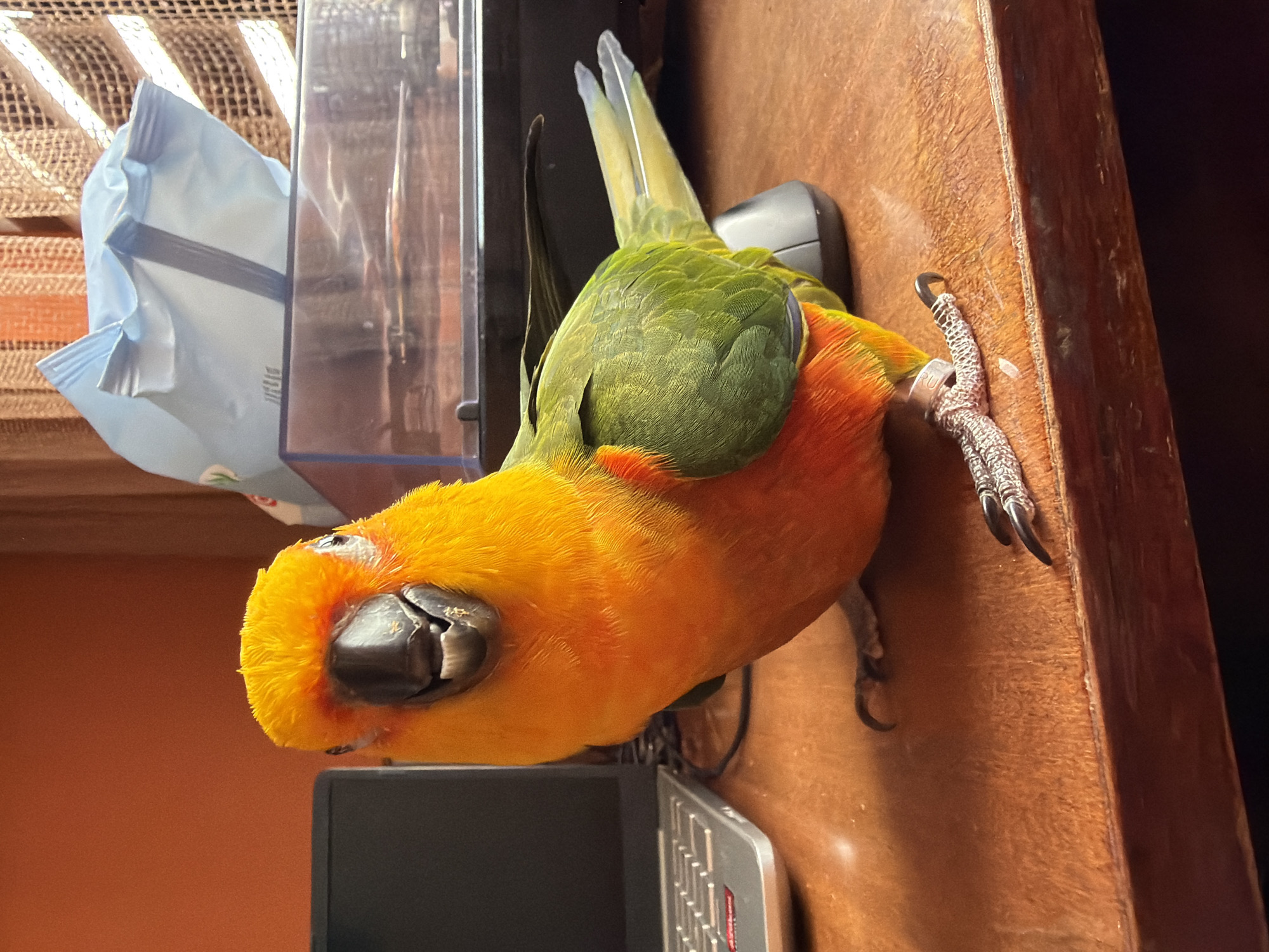 A Sun Conure parrot is perched on a wooden desk. The parrot has bright orange and yellow plumage on its head and chest, with green wings and a yellow tail. Its beak is dark gray, and its eyes are black. One of the parrot's feet is resting on the desk, showing its sharp claws. In the background, a laptop computer is visible to the left, and a blue bag of chips sits on top of a clear plastic container to the right. Behind that, a window with orange and brown curtains can be seen. The desk surface is a reddish-brown wood with a visible grain. The scene appears to be indoors, likely in a home or office environment. No specific location in Khimki, Russia, is identifiable from the image.