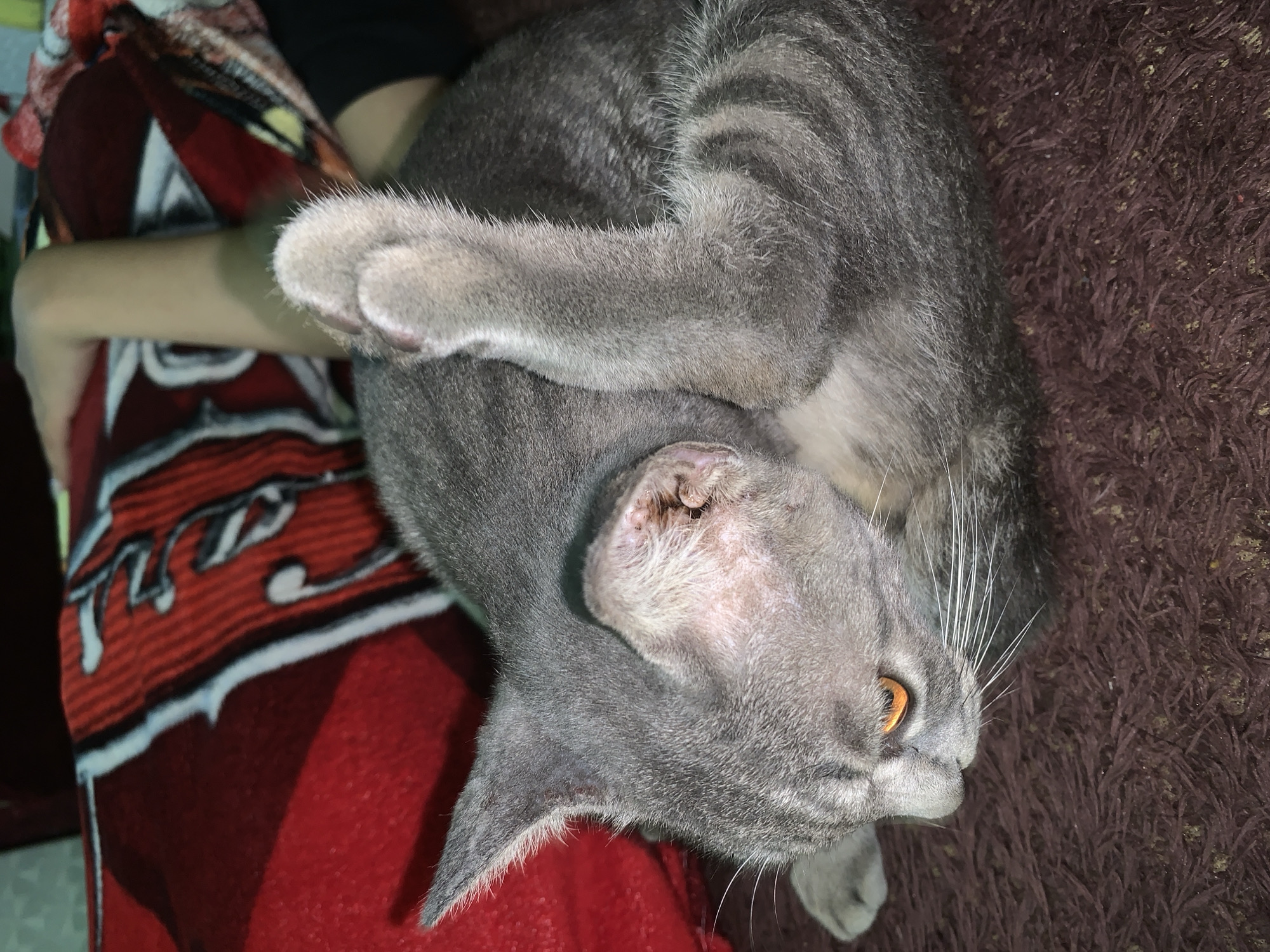 A close-up, eye-level shot shows a gray cat lying on a dark brown furry surface, with its head turned to the left. The cat's body is curled, and its right front paw is raised, touching its head near its ear. The cat has bright orange eyes and visible white whiskers. The background includes a red blanket with a white and black striped pattern. A person's bare leg, with light skin, is visible behind the cat, partially covered by the blanket. The overall scene is dimly lit. There is no information about the location in the city of Jajag, Indonesia, present in the image.