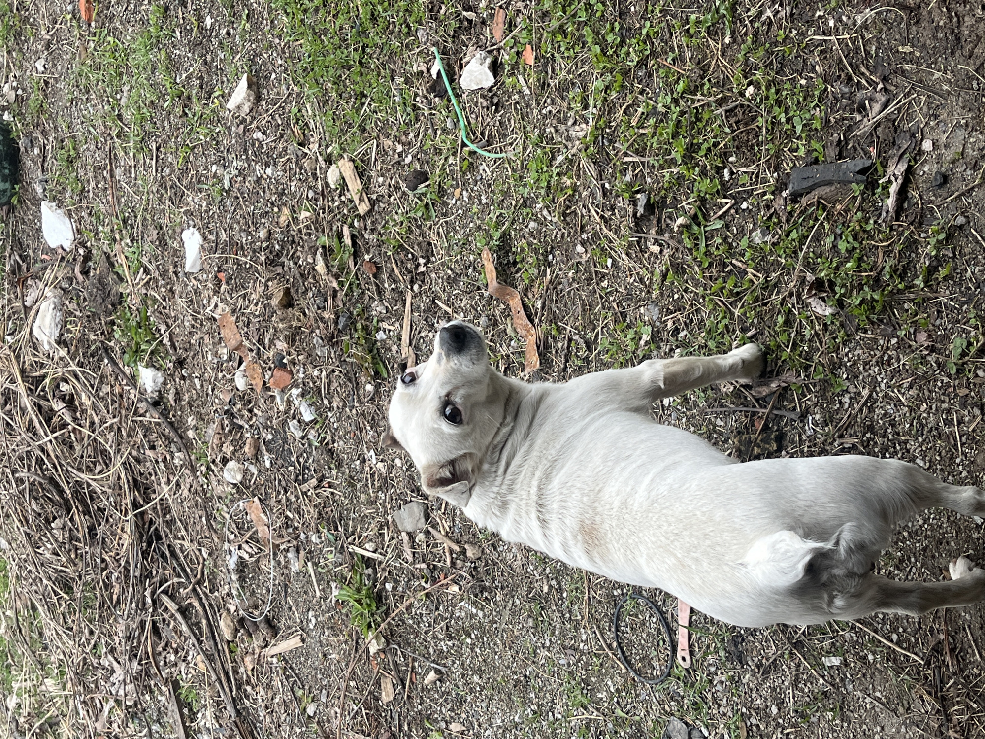 A pale dog lies on a patch of ground in Vladaya, Bulgaria. The ground is covered with dirt, gravel, sparse grass, twigs, bits of trash, and small debris. The dog is lying on its back, looking up and slightly left. A leash is visible near the dog's midsection.