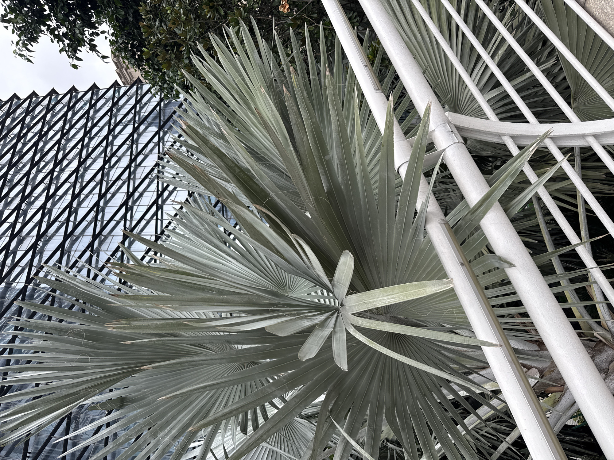 The image shows a large, silvery palm frond in the foreground, positioned diagonally across the frame. Behind the palm, a modern glass building with a distinctive geometric facade is visible. To the right of the building, there are dark green trees. A white railing runs along the bottom and right side of the image, partially obscuring the palm frond and its trunk. The scene appears to be outdoors, possibly in a botanical garden or park, given the presence of the exotic palm and the urban backdrop. The lighting suggests an overcast or cloudy day. The location is identified as Tianhe District, China.