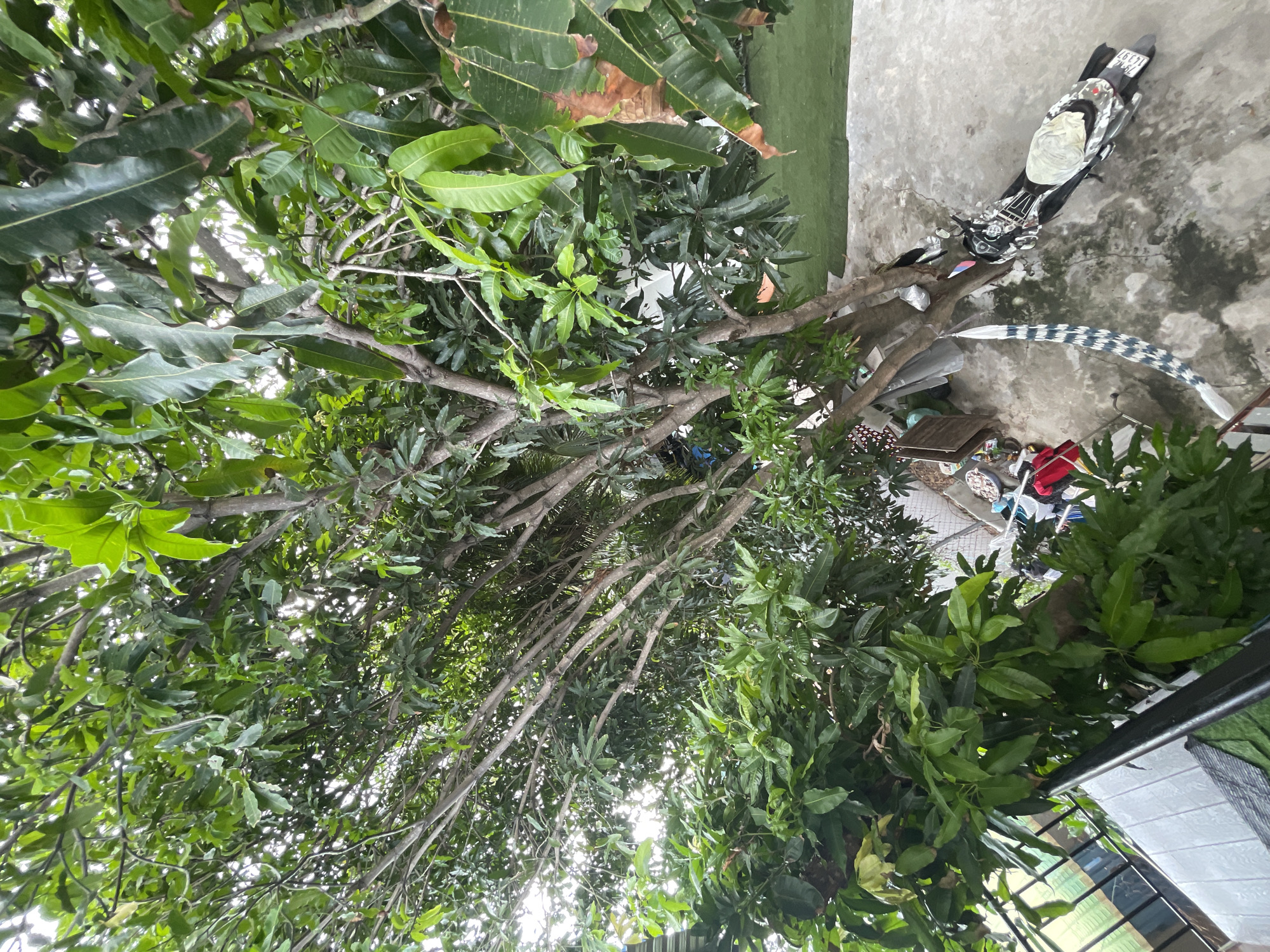 The image shows a view looking up into a large mango tree with dense foliage. Beneath the tree, on a concrete patio, there is a black motorcycle parked. A hammock made of striped fabric is draped over a tree branch and extends to the ground. Scattered on the patio are various items including clothing, bags, and baskets. In the background, artificial turf is visible, suggesting an outdoor area. The location is identified as Mũi Né, Vietnam.