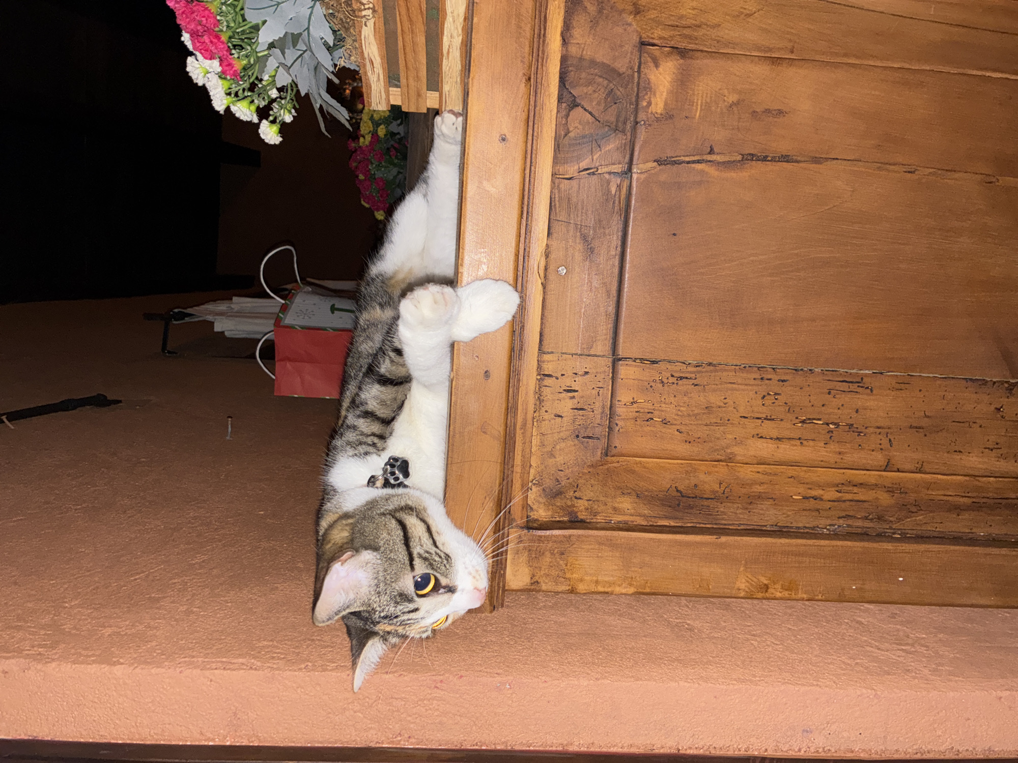 A medium shot depicts a tabby cat hanging upside down from a wooden door or window frame. The cat, which has white paws and a white belly, is positioned on the right side of the frame. The background includes a glimpse of a room or outdoor space with flowers, a red bag, and other miscellaneous items. The scene is likely indoors due to the presence of the wooden structure and artificial lighting. The location is stated to be Cañada de Madero, Mexico.