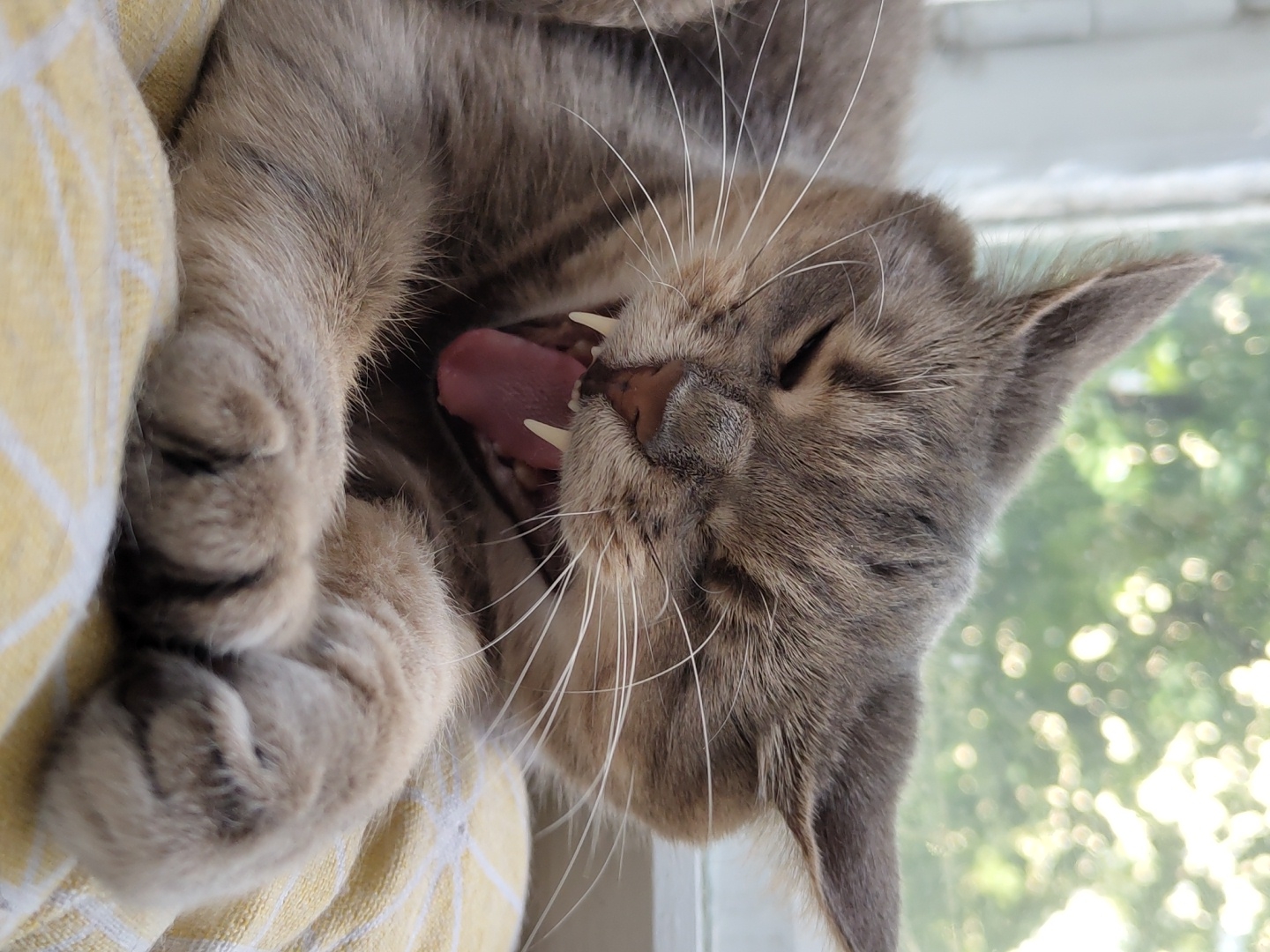 An indoor, close-up, eye-level, vertical, color photograph depicts a grey tabby cat yawning widely while resting on a yellow and white patterned blanket. The cat is positioned in the center of the frame, facing forward with its eyes closed. Its mouth is open in a wide yawn, revealing its pink tongue and sharp white teeth. The cat's paws are visible resting on the blanket in the lower right portion of the image. The background shows a blurred window with green foliage and sunlight filtering through. The lighting is natural, coming from the window. The scene is devoid of any human presence or identifiable urban context.