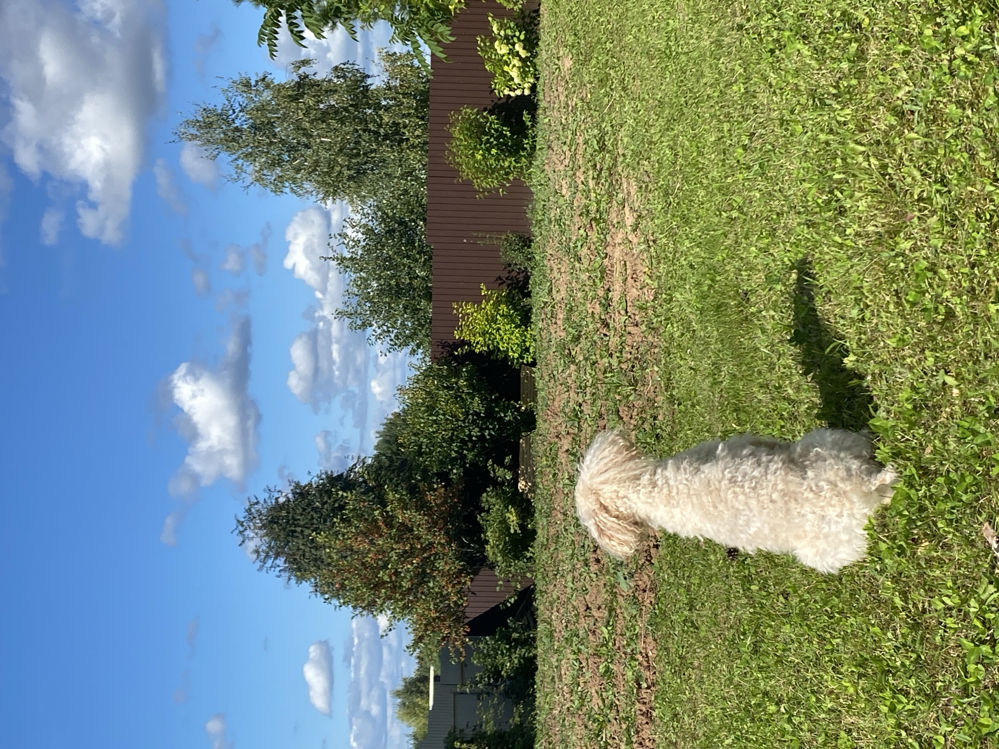 The image depicts a fluffy, light-colored dog sitting on a green lawn, facing away from the camera. The dog is in the foreground, with a patch of tilled earth behind it. A dark brown wooden fence runs horizontally across the middle ground, behind which are various trees and bushes. The background features a bright blue sky with scattered white clouds. The setting appears to be a yard in a rural or suburban area, likely in the city of Fokino, Russia, given the context. The lighting suggests it is a sunny day.