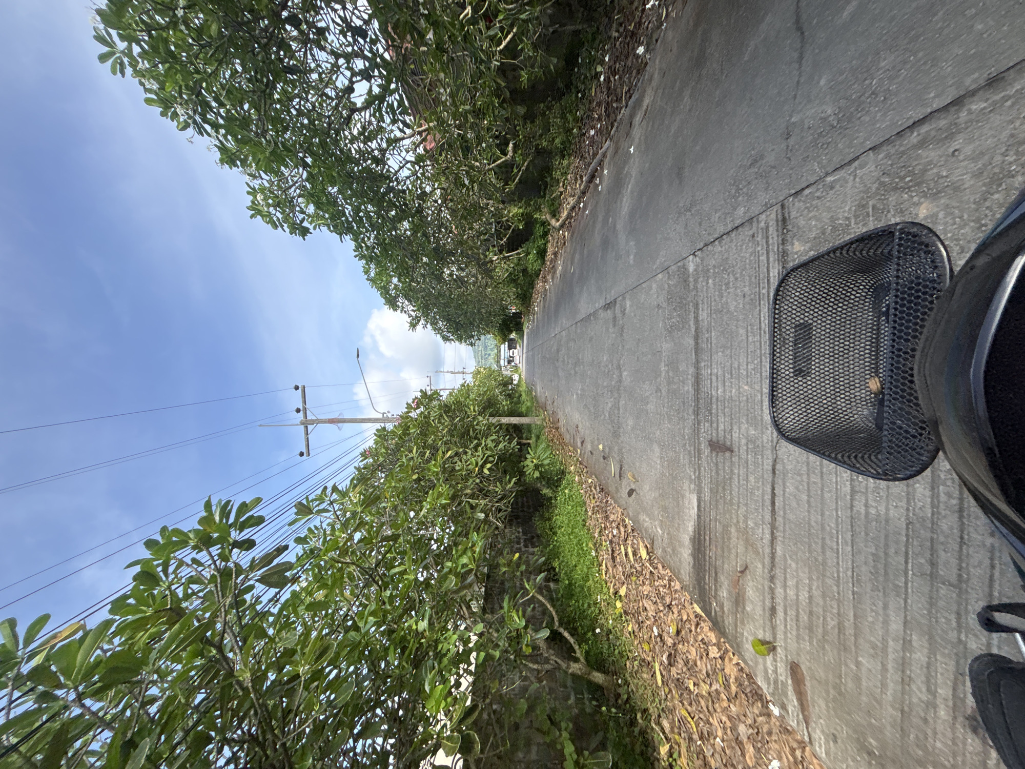 The image shows a view from a bicycle traveling down a narrow, paved road in Chalong, Thailand. On either side of the road are lush green trees with brick walls behind them. The sky is a clear blue with some scattered clouds, and utility poles with wires run along the road. Fallen leaves and some white petals are scattered on the sides of the road. In the foreground, the black mesh basket of the bicycle is visible, and a portion of the rider's helmet can be seen. In the distance, there is a slight incline and a few cars parked on the side of the road. The scene suggests a residential or less commercial area within the city.