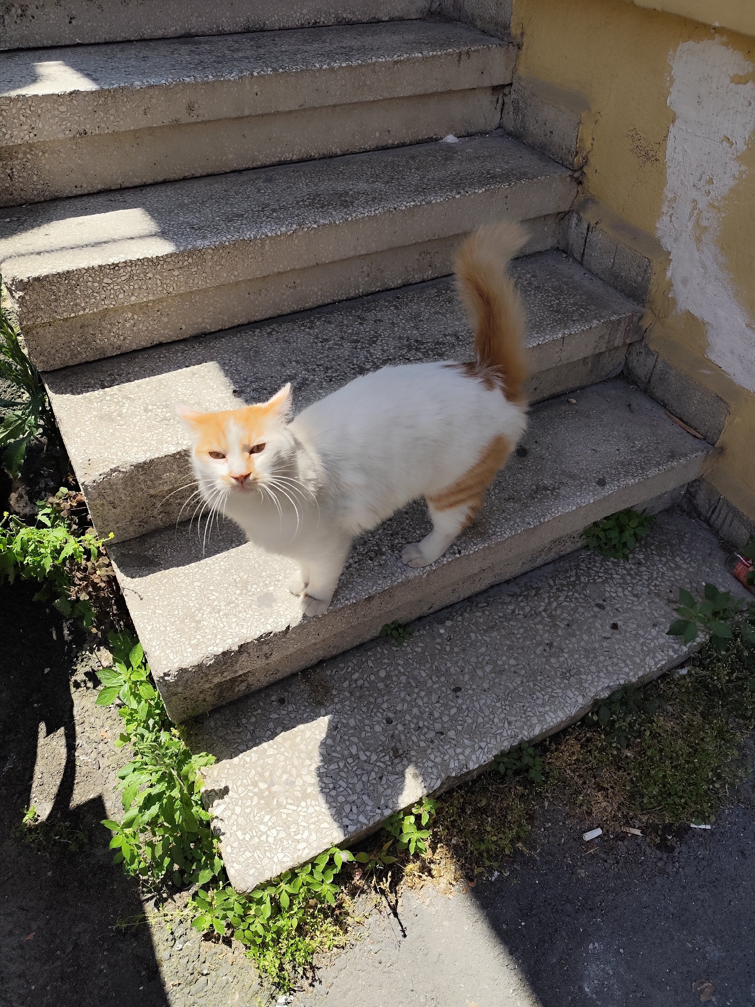 A white cat with orange markings on its head and tail stands on concrete steps next to a building. The building is yellow with peeling paint. The steps are bordered by greenery. The image was taken in Sarıyer, Turkey.