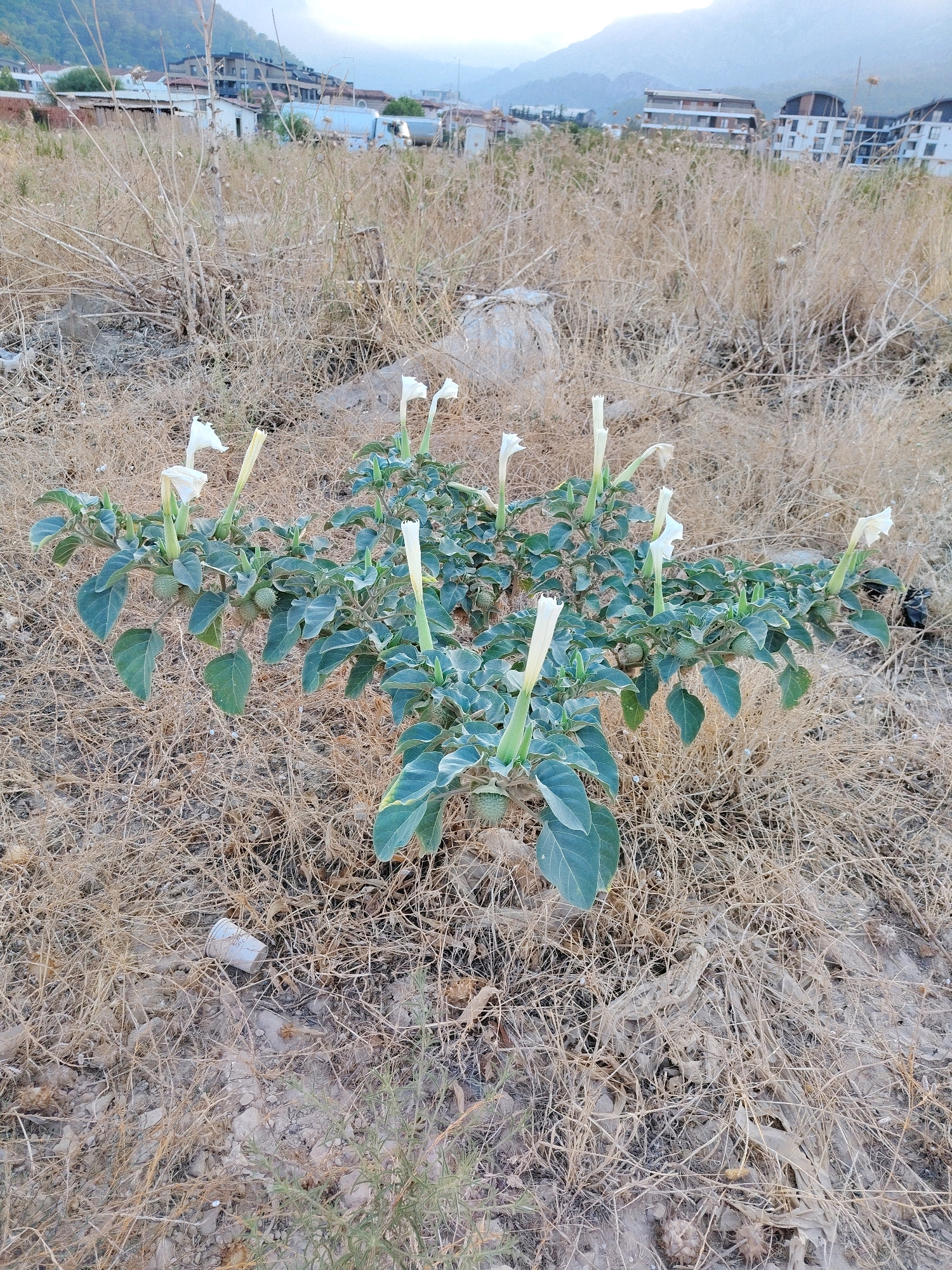 In Konyaaltı, Turkey, a scene unfolds in a dry, overgrown field at the base of a mountain. The foreground is dominated by a dense patch of dry, golden grass, interspersed with scattered stones and debris. A white plastic cup lies discarded in the grass on the left.
Central to the image is a vibrant Datura plant, its deep green leaves providing a stark contrast to the arid surroundings. Several trumpet-shaped, white flowers are in bloom, some fully open, others still in bud. The plant also bears spiky, green seed pods, indicative of its reproductive stage. The plant is robust and sprawling, with its branches reaching outwards.
In the background, a residential area is visible on the gentle slope of the mountain. Buildings of varying heights and architectural styles, some appearing modern with balconies and large windows, are nestled amidst the landscape. The sky above is overcast, suggesting a cloudy day or the early morning/late evening light. The overall impression is one of nature's resilience, with a solitary, blooming plant thriving in a seemingly neglected urban fringe.