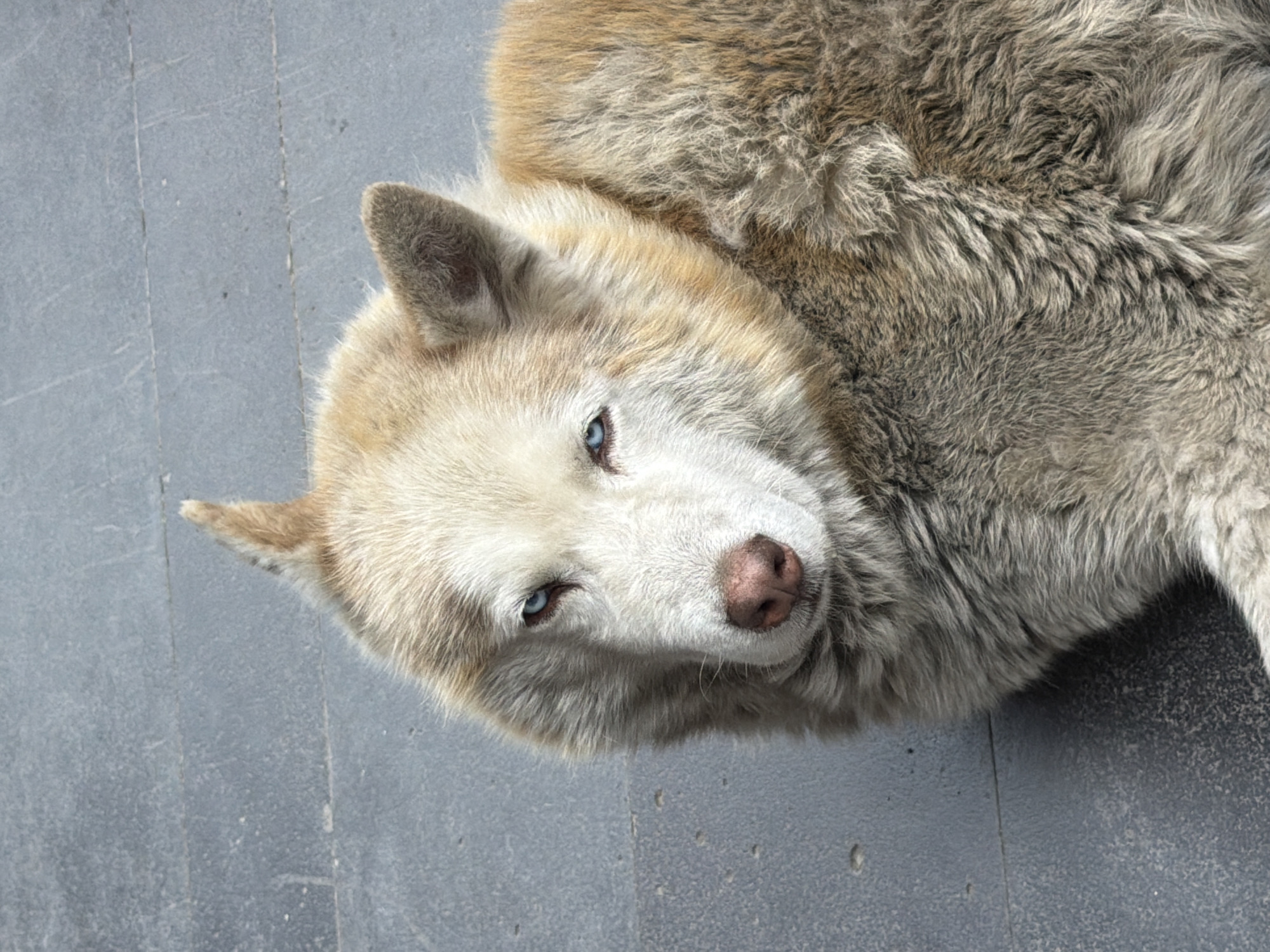 A husky with striking blue eyes rests on a paved surface in Borjomi, Georgia. The dog's fur is a mix of light brown and gray, with a lighter cream-colored face. Its nose is a soft brown, and its ears are perked. The ground beneath the dog is made of grey concrete tiles, with visible grout lines. The lighting suggests it is daytime, casting subtle shadows.