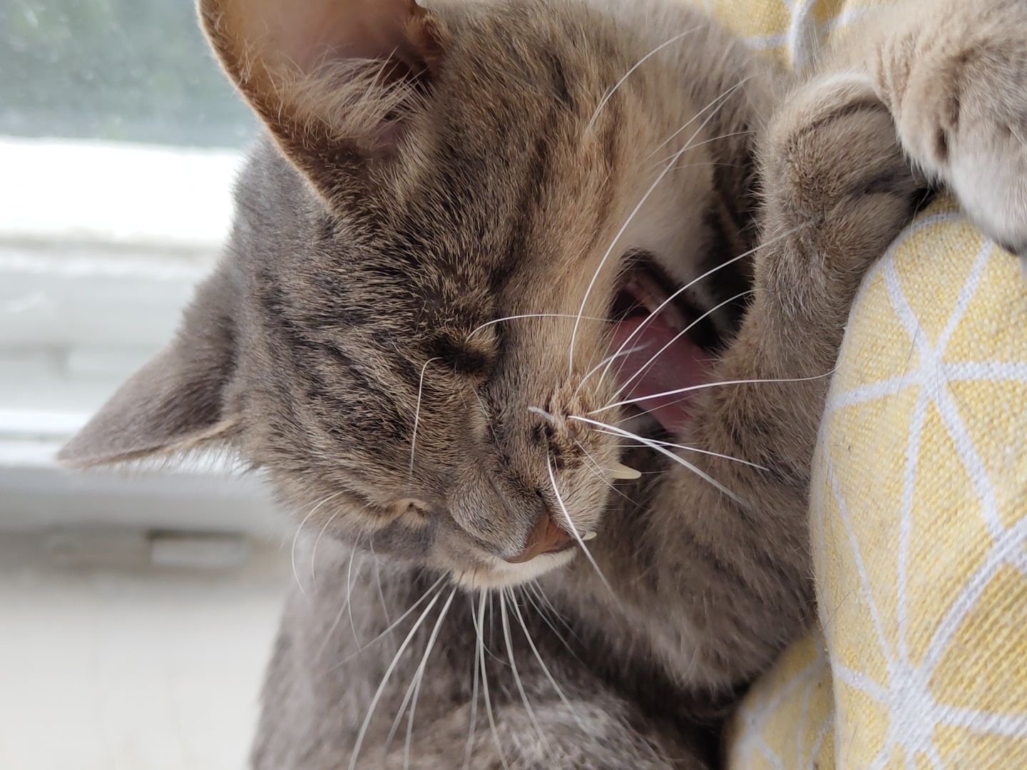 The image is a close-up of a gray tabby cat yawning. The cat's mouth is wide open, revealing its pink tongue and sharp teeth. Its eyes are closed, and its head is tilted to the side. The cat's whiskers are long and white, fanning out from its face. Its fur is short and soft, with distinct tabby markings. The cat is resting on a yellow and white patterned cushion, which fills the right side of the frame. In the background, a window with diffused light suggests an indoor setting, possibly during the daytime, with no specific weather conditions discernible. The overall mood is one of relaxation and sleepiness, capturing a candid moment of the cat in repose. There is no visible text in the image.