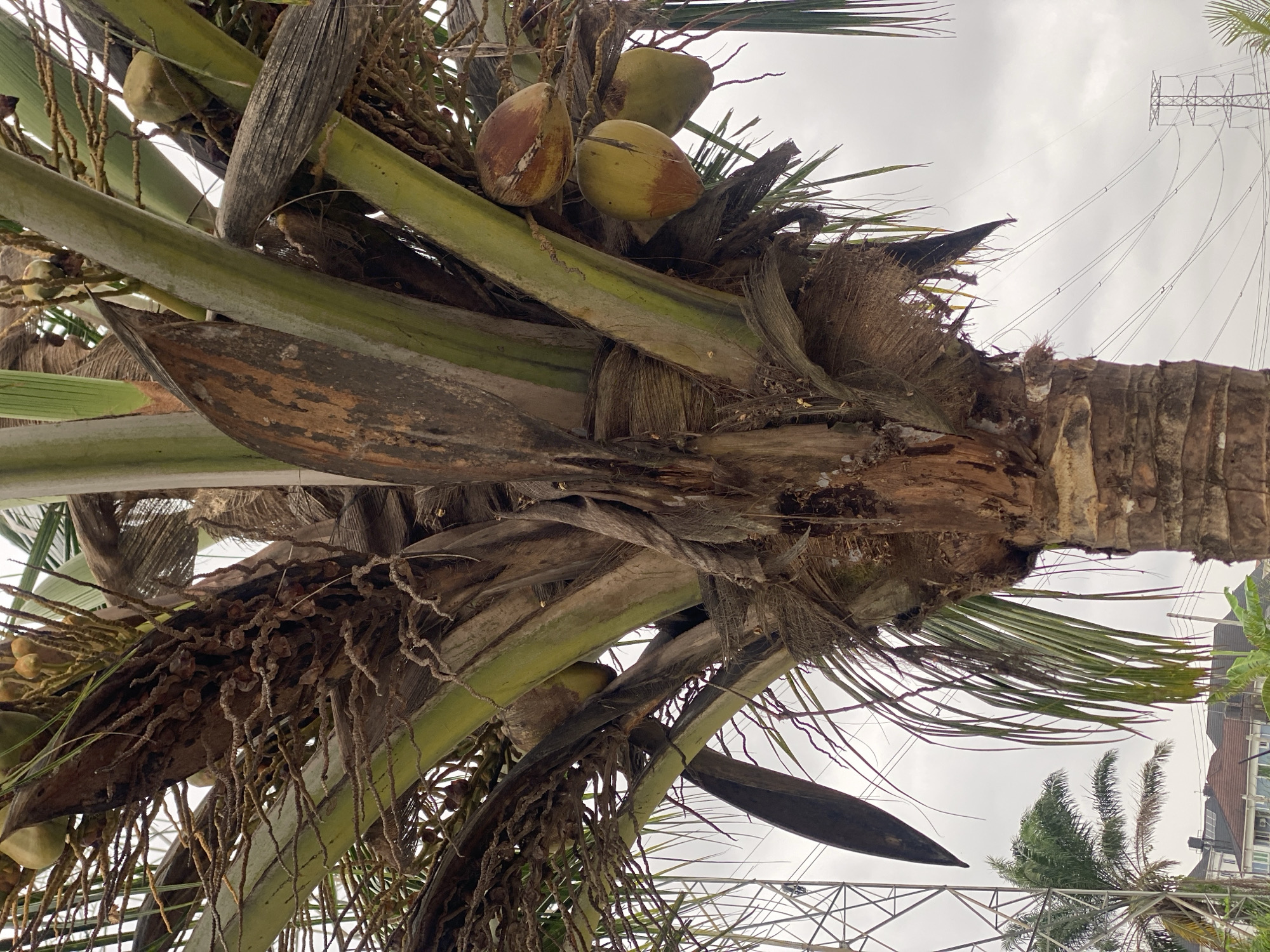 In Ado, Nigeria, a close-up shot focuses on the trunk and fronds of a mature coconut palm tree. Clusters of young and developing coconuts are visible, some appearing green, others showing brown hues of ripening. The rough, textured bark of the trunk is prominent, with fibrous material and dried frond bases clinging to it. Several large, green fronds emerge from the top of the trunk, their long, slender leaves fanning out. In the background, the cloudy sky is intersected by the silhouettes of utility poles and wires, suggesting an urban or semi-urban environment. Further in the distance, the tops of residential buildings and a smaller palm tree can be seen. The scene is captured in daylight, under an overcast sky.