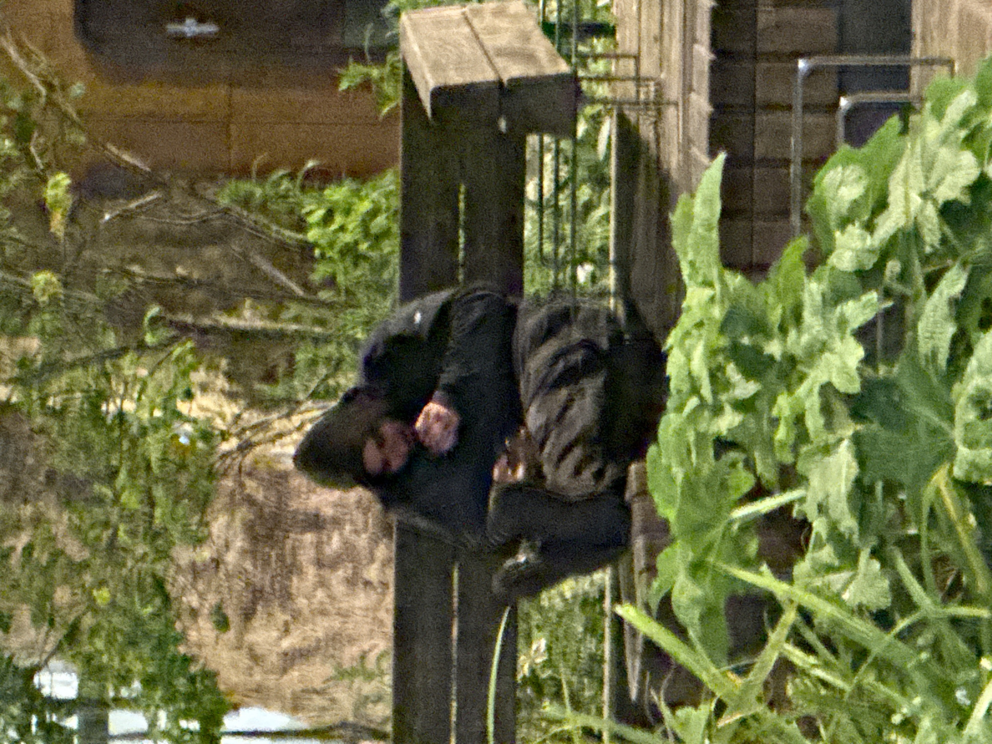 This media file depicts an outdoor scene, likely a garden or yard in London, United Kingdom. The central subject is a single person, appearing to be an adult male with dark hair and a beard, dressed in dark clothing. He is shown seated on a dark wooden structure, which resembles a low bench or a raised garden bed. His hands are visible, with one resting on his lap or the wooden surface.
The setting is characterized by abundant green foliage and trees surrounding the individual and the wooden structure, suggesting a lush, cultivated environment. In the background, a building with brick-patterned walls is visible, along with a metal railing or fence. The scene is illuminated by natural daylight, indicating it is daytime. The image appears somewhat grainy, and no visible text is present.