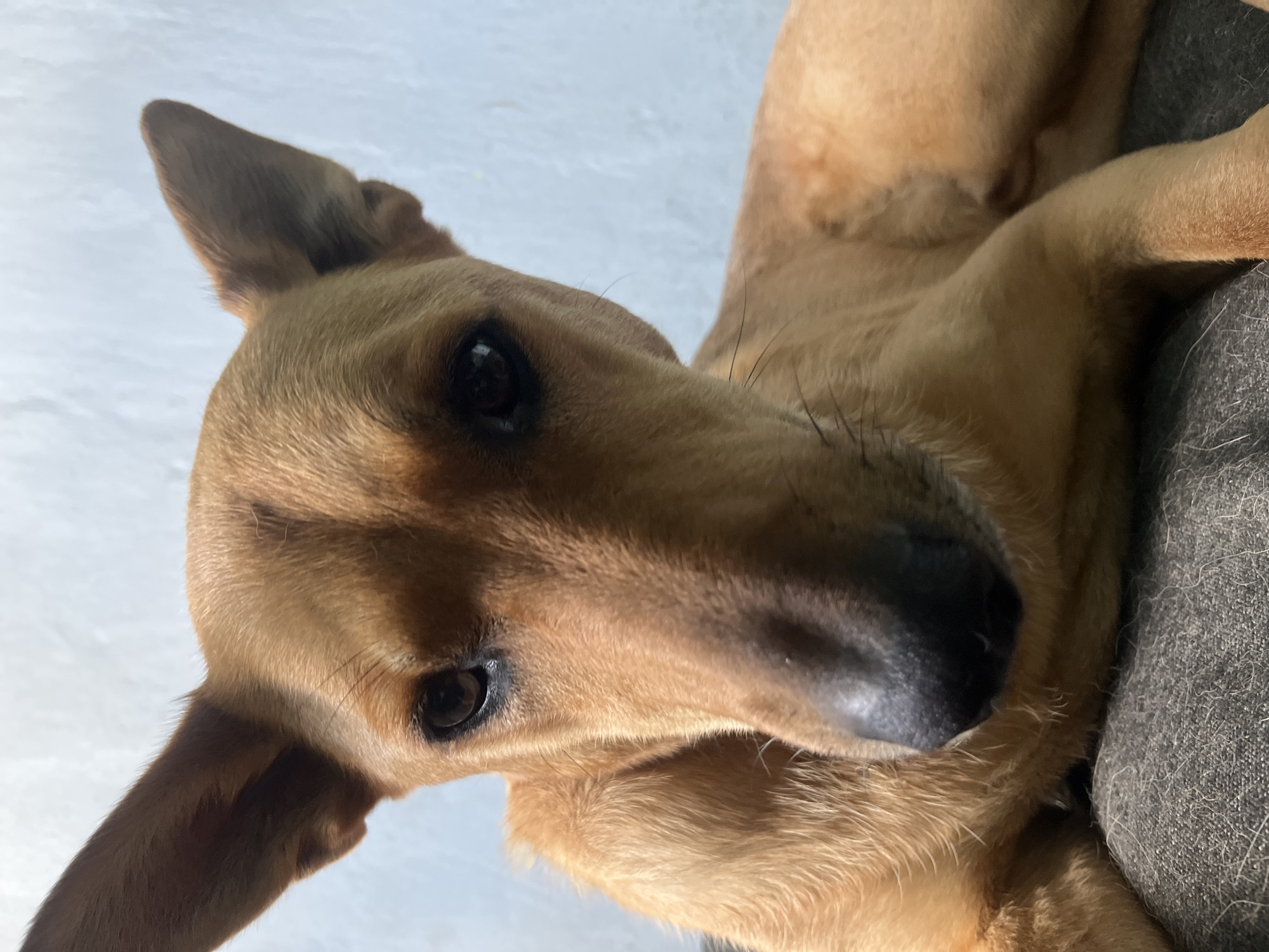 The image shows a close-up of a tan-colored dog with large, upright ears, dark eyes, and a black nose. The dog is lying down on a textured gray surface, possibly a couch or blanket. The background is a soft, light blue wall. There is no identifiable location in Nizhny Tagil, Russia. The focus is entirely on the dog's face and upper body.