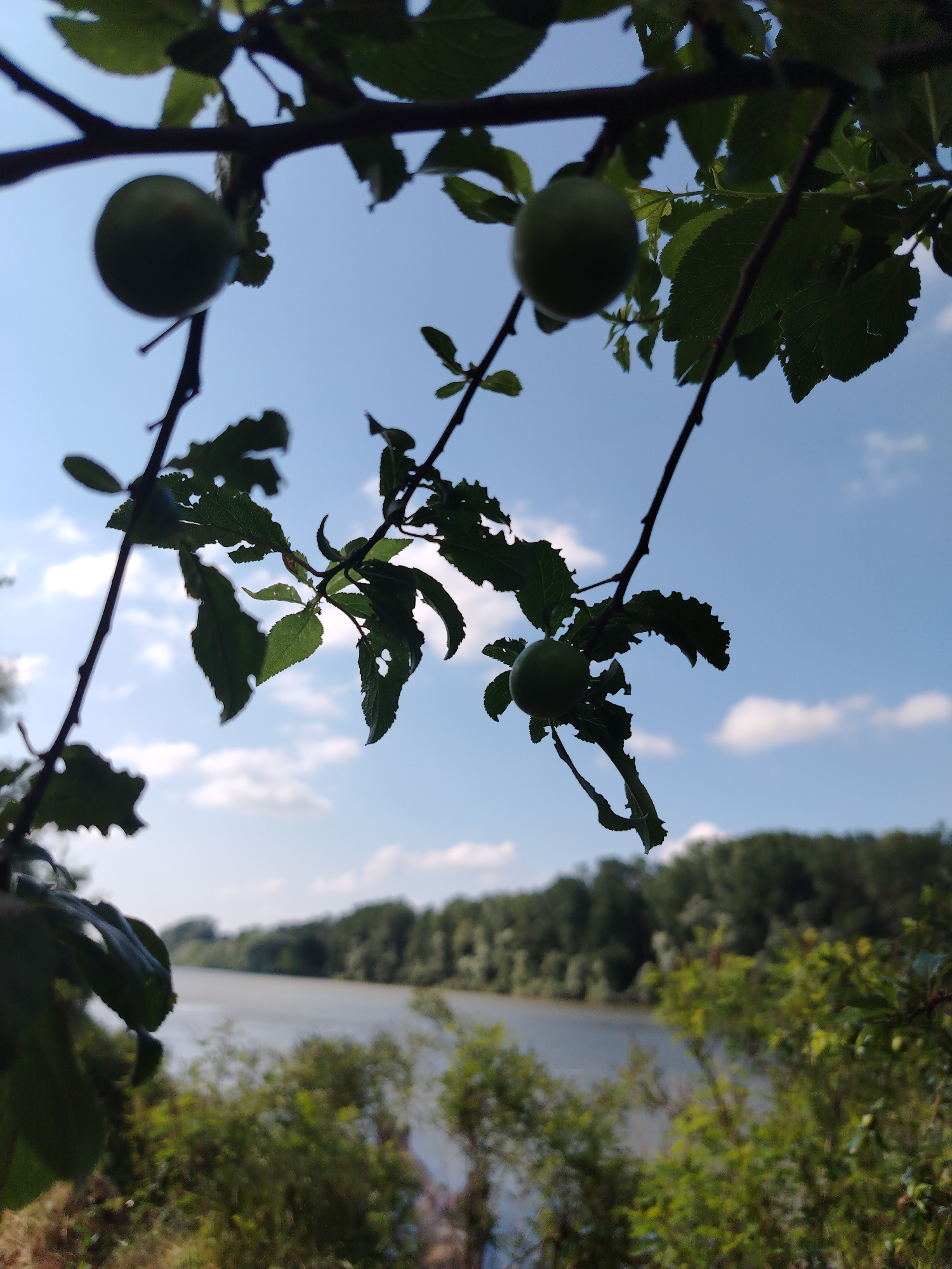The image shows a close-up view of branches with green leaves and unripe fruits, silhouetted against a bright blue sky with scattered white clouds. In the background, a wide river is visible, bordered by a dense line of trees under the sky. The foreground is dominated by the foliage of the tree, with some of the leaves appearing damaged with holes. The scene appears to be a natural outdoor environment, likely a park or a riverside area. The location is stated to be Fyodorovskaya, Russia, suggesting a rural or semi-rural setting. There are no people or animals clearly visible in the image.