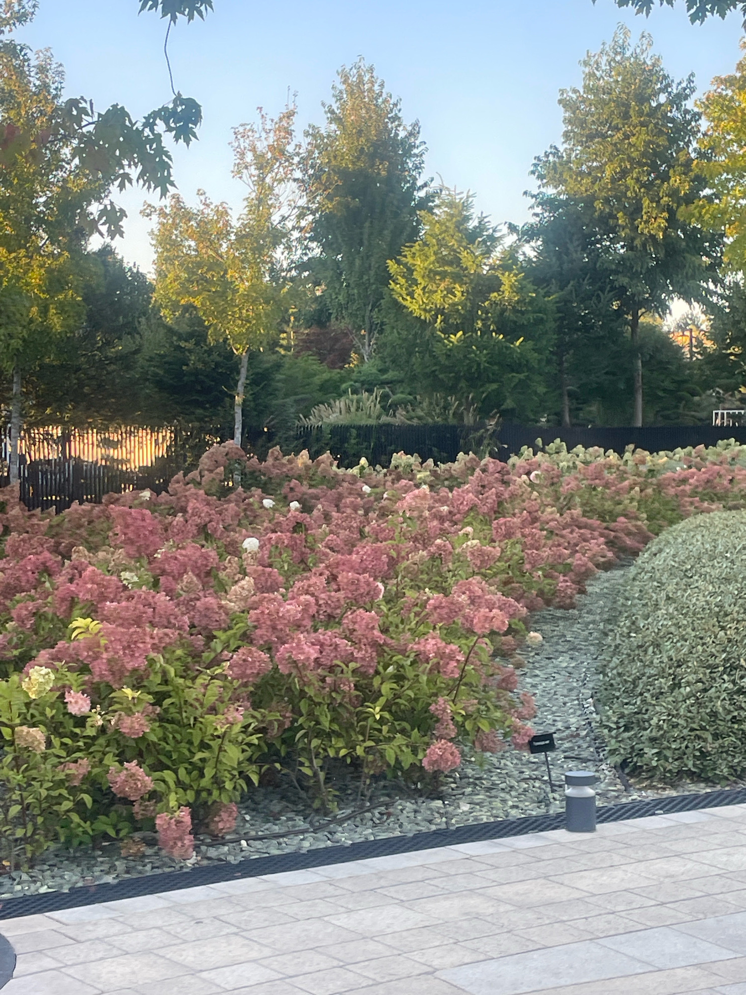 The image captures a well-maintained garden scene with a focus on a large bed of pink hydrangeas. The hydrangeas, some with hints of white and yellow, dominate the foreground and midground. Behind the flowers, a dark fence can be seen, with sunlight filtering through its slats, creating a striped pattern. Further back, various trees with green and yellow foliage are visible, suggesting an autumn setting. The ground in the garden is covered with small gray stones. To the right of the hydrangeas, there is a rounded hedge of greenery. In the foreground, a paved walkway made of rectangular light gray tiles is present. A small, dark gray cylindrical light fixture stands on the walkway near the edge of the garden. The sky above is a clear, pale blue. The scene appears to be a public park or a well-landscaped area within a city. There are no people or animals visible in the image. The overall impression is one of tranquility and natural beauty.
