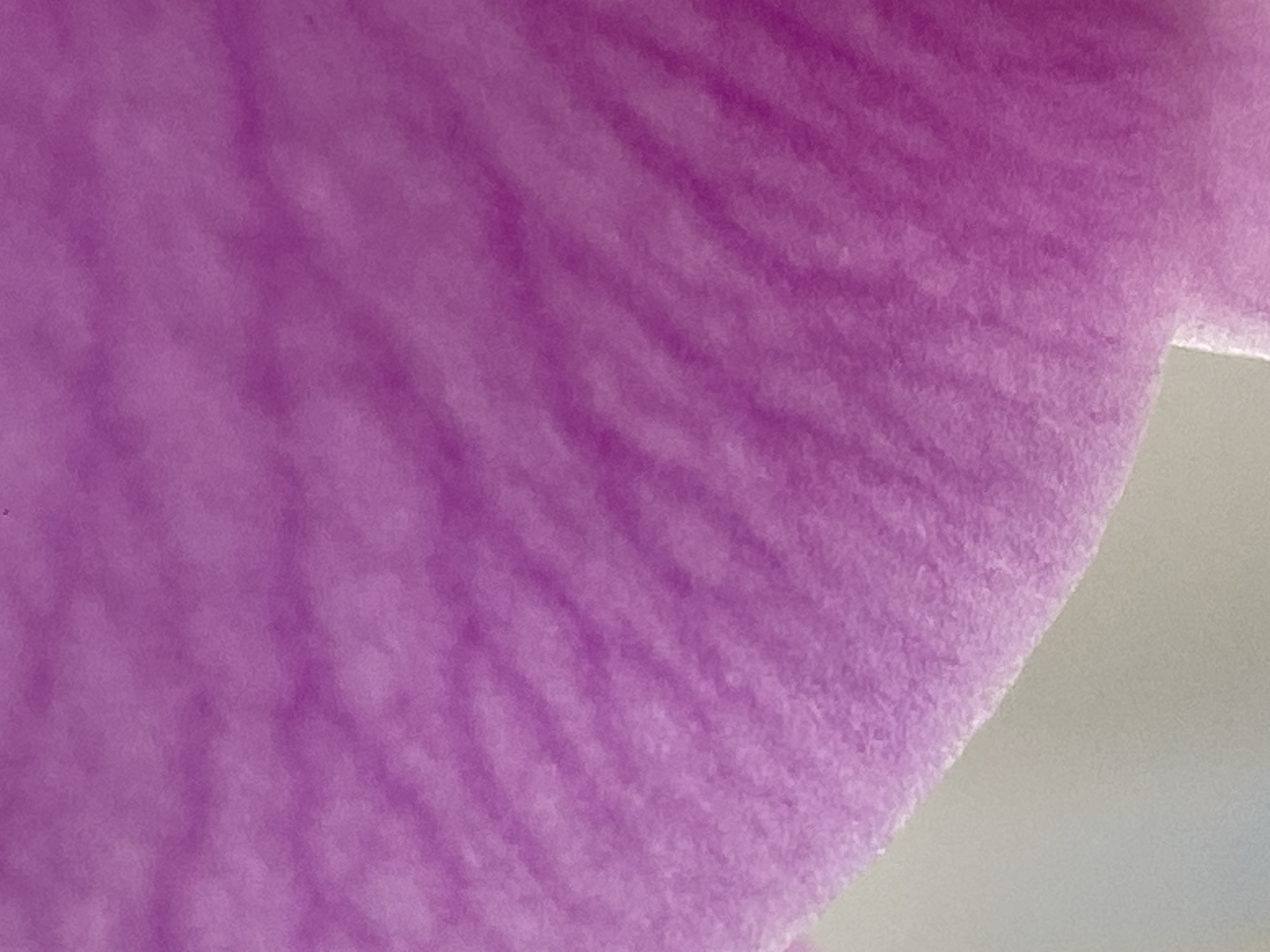 This image is an extreme close-up of a vibrant purple surface, highly suggestive of a flower petal, possibly from an orchid or similar bloom. The surface exhibits a soft, slightly textured quality, typical of organic material, with subtle variations in hue that create depth. Prominent, darker purple lines or veins are visible, forming a distinct wavy or striped pattern that diagonally traverses the petal. These natural striations add an intricate visual detail to the otherwise uniform color.
The lighting appears soft and diffused, highlighting the delicate texture and subtle contours of the petal without casting harsh shadows. In the original image and some of the provided crops, a soft, light grey or beige background is visible along one edge, indicating either the edge of the petal itself or the surface it rests upon.
There are no discernible people, objects (beyond the petal), or specific activities taking place. The composition is an abstract study focusing solely on the natural beauty, color, and texture of the biological subject. No text is visible in the image. Given the context, this delicate flower petal could be from a plant found in Alanya, Turkey. The time of day and weather conditions are not discernible from this tightly cropped and focused shot.