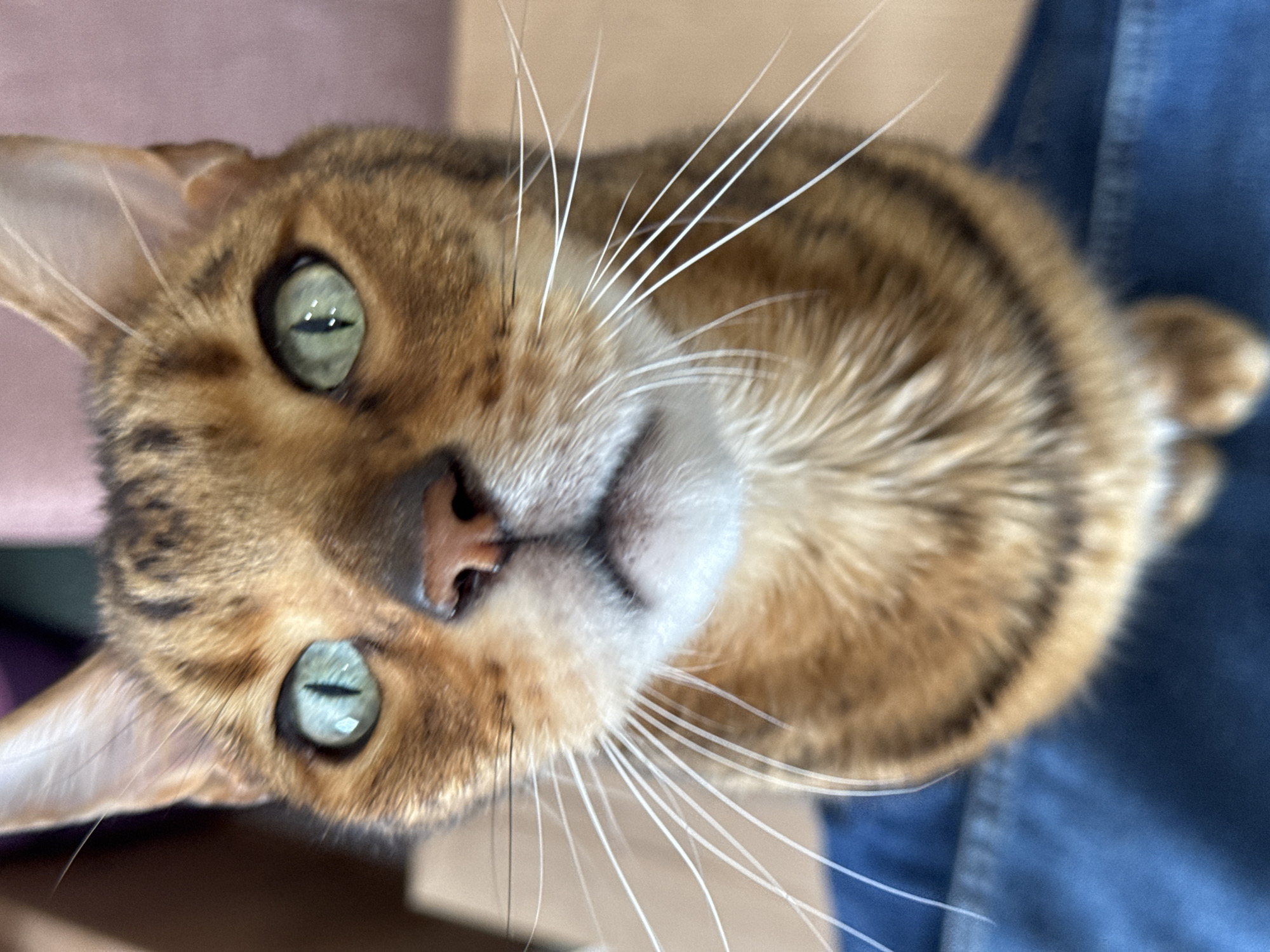 Close-up, high-angle shot of a Bengal cat. The cat has green eyes, a pink nose, and white whiskers. Its fur is brown and tan with spots. A pair of blue jeans can be seen at the right of the frame.