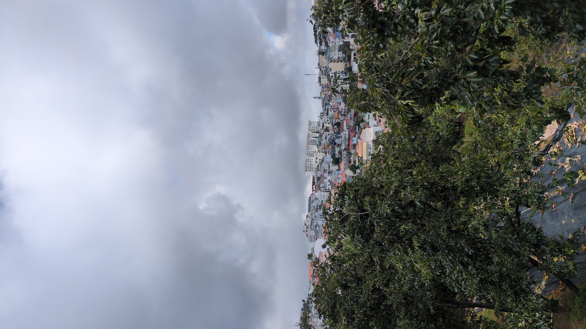 The image captures a view of a densely populated hillside in Da Lat, Vietnam, under a cloudy sky. In the foreground, lush green trees with dark foliage dominate, partially obscuring the view of the city. The city itself is characterized by a collection of colorful buildings with varied architectural styles, ranging from smaller houses with terracotta roofs to larger, more modern structures. Some buildings are painted in pastel shades of pink, yellow, and blue, while others are white or light gray. A prominent, long, multi-story white building with many windows stands out in the middle ground, suggesting a hotel or apartment complex. The city sprawls across the hilly terrain, with buildings appearing to be built close together. The ground below the trees in the foreground is covered with a dark material, possibly netting or landscaping fabric, with some fallen leaves scattered on top. The overall impression is a vibrant urban landscape nestled amidst natural greenery, under a somewhat overcast sky typical of Da Lat.