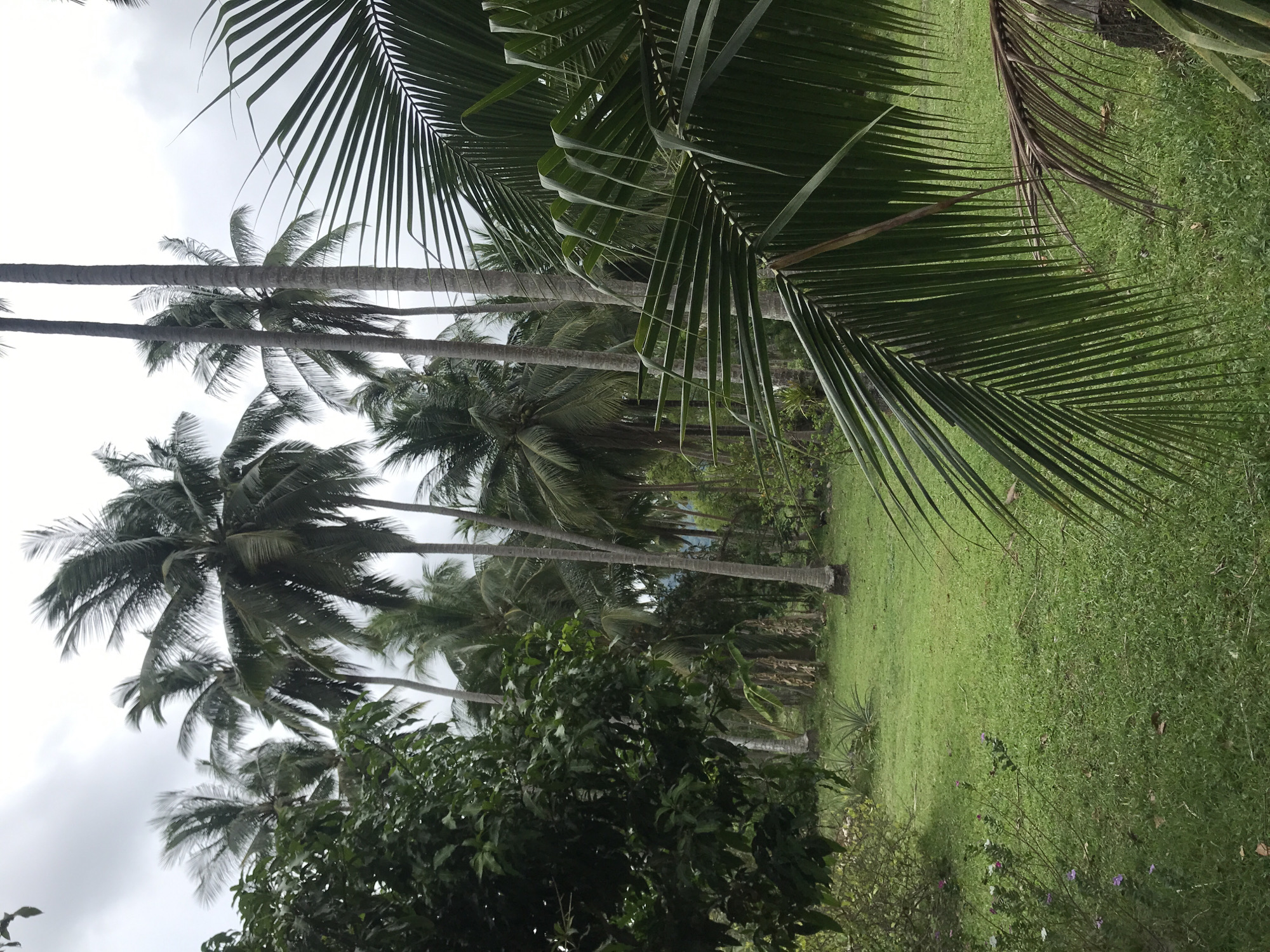The image displays a vibrant tropical landscape, primarily featuring numerous tall palm trees and lush green vegetation under an overcast sky. The scene is dominated by several mature coconut palms with slender, greyish-brown trunks rising high. Their large, dark green fronds form dense canopies, with some fronds hanging into the foreground, partially obscuring the view and creating a sense of depth.
The ground is covered with neatly maintained, short green grass, suggesting an open, possibly manicured area. In the lower part of the frame, dense bushes with varied green foliage are visible, along with smaller shrubs bearing clusters of small purple and white flowers, adding a delicate splash of color. Further back, beyond the main line of palms, more distant trees and darker vegetation are discernible. A dried palm frond lies on the grass in one section.
The sky is cloudy or overcast, diffusing the daylight and creating soft, even lighting across the scene without harsh shadows. This indicates a daytime setting, likely a mild or humid day common in tropical regions. There is no visible activity, human presence, or discernible text. The abundance of palm trees and rich foliage is characteristic of a tropical environment, consistent with the location context of Baan Mae Nam, Thailand.