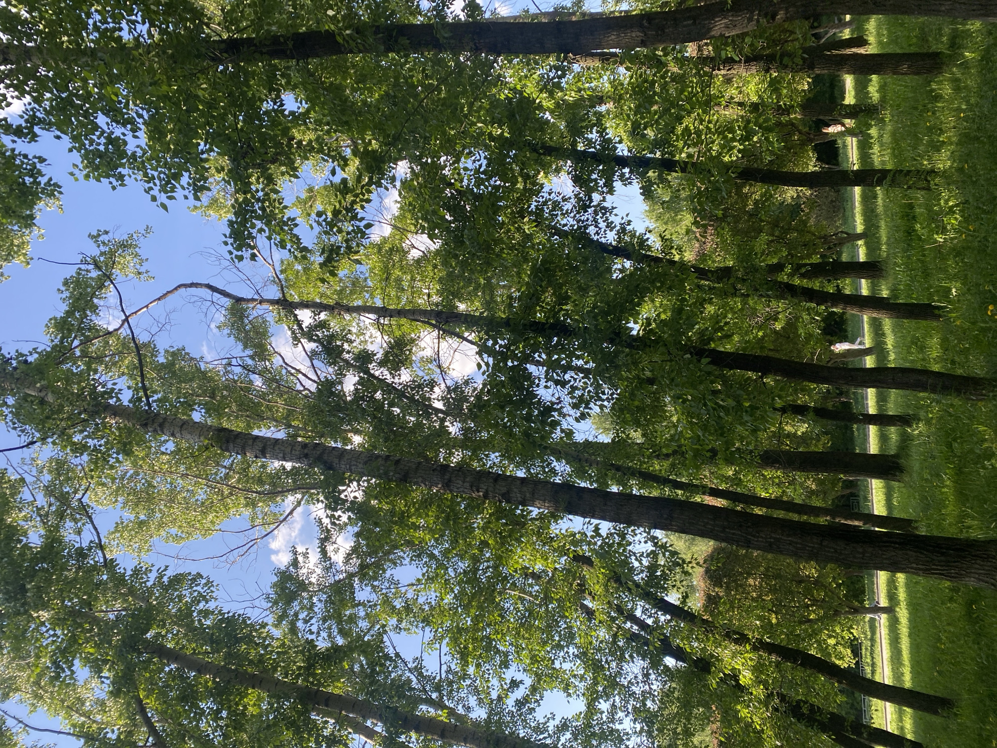 The image shows a perspective looking upwards through a forest canopy with blue sky and clouds visible between the trees. The trees are tall and slender with green foliage. The ground is covered in green grass. A path appears to cut through the wooded area. Given the location of Yekaterinburg, Russia, this scene likely captures a view within one of the city's parks or forested areas.