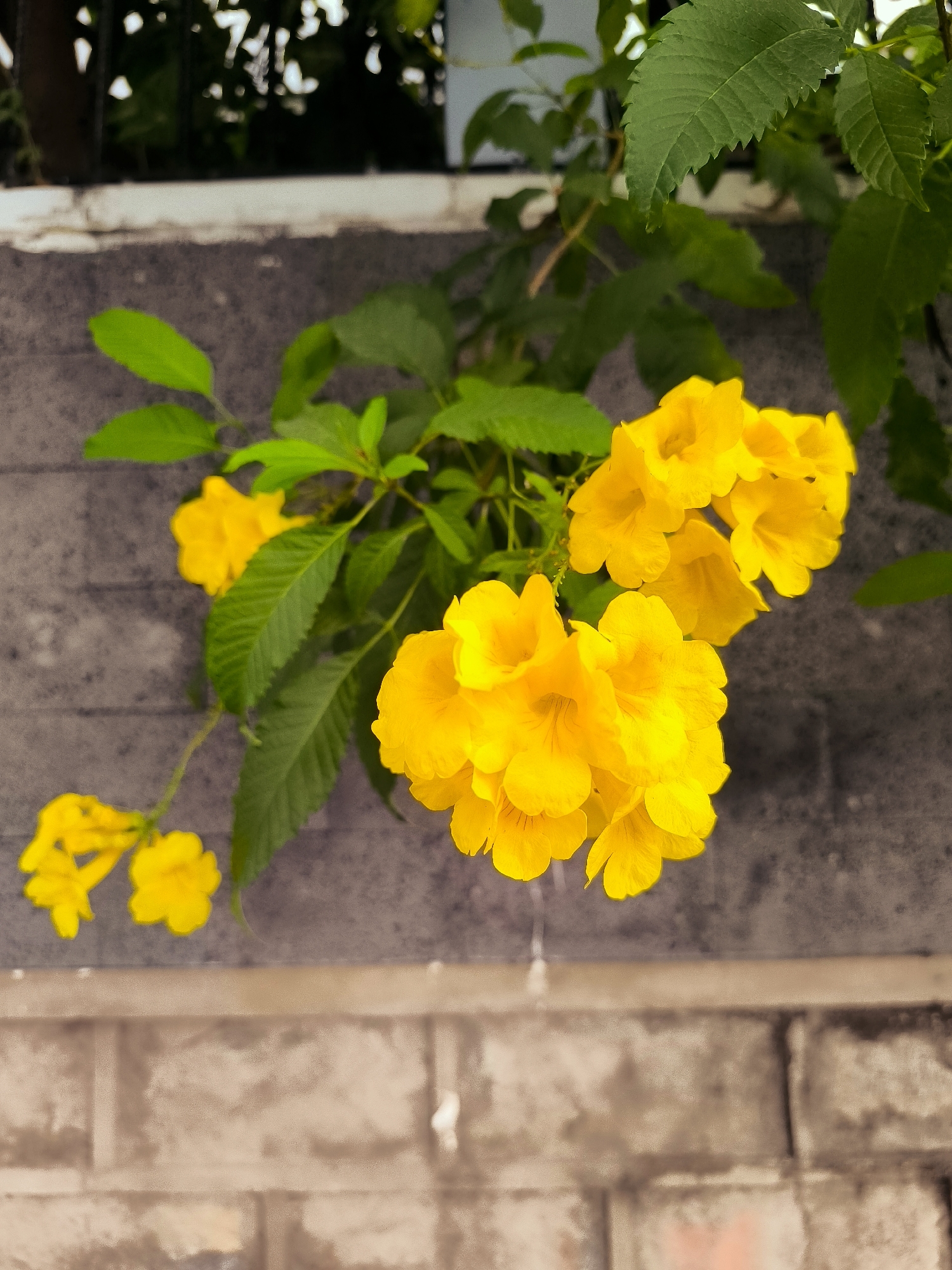 A close-up, eye-level shot captures a cluster of bright yellow trumpet-shaped flowers with green leaves cascading against a rough, gray brick wall. The flowers are the primary focus, with some in sharp focus and others slightly blurred, suggesting a shallow depth of field. The wall appears to be an outdoor structure, possibly part of a garden or courtyard. The background is softly blurred, with hints of greenery and what might be a window frame or fence at the top. The lower portion of the image shows a lighter-colored brick surface, creating a horizontal division in the composition. There are no people or animals visible in the frame. This scene is consistent with an outdoor setting in a Vietnamese city like Nha Trang, where such flowering plants are common in gardens and along walls.