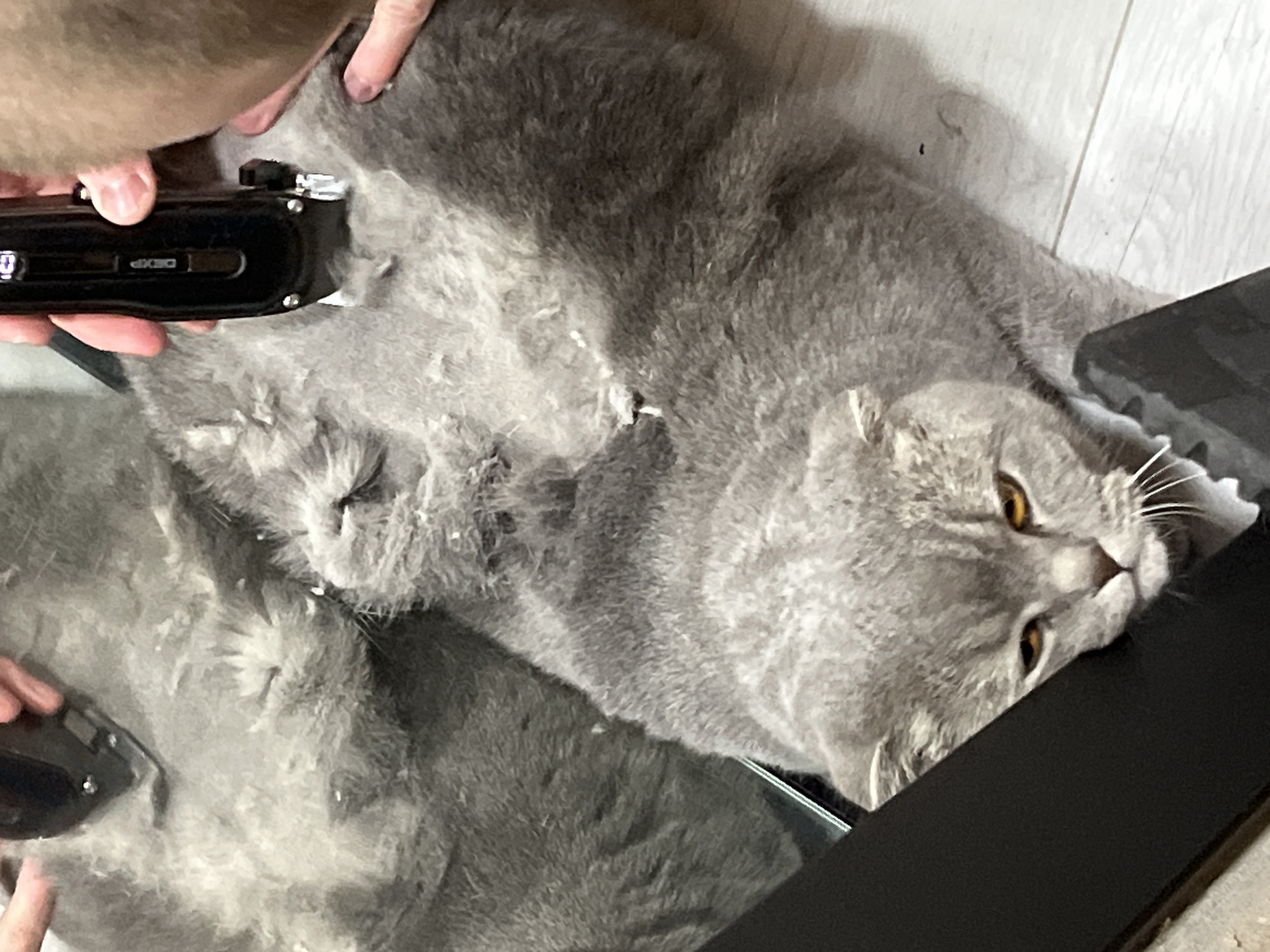 A grey cat is having its fur trimmed with electric clippers. The cat is lying on a light-colored floor, possibly in a home. The fur is cut short in some areas and longer in others, with clumps of fur visible on the cat and the floor. A person's hand is holding the clippers, and another hand is visible near the cat's back, possibly holding it still. The cat's face is visible, and it appears to be looking towards the camera with a somewhat resigned expression. A dark object, possibly a piece of furniture or a mirror frame, is partially obscuring the cat's head and body. There is no information in the image to determine the location in Chaikovsky, Russia.