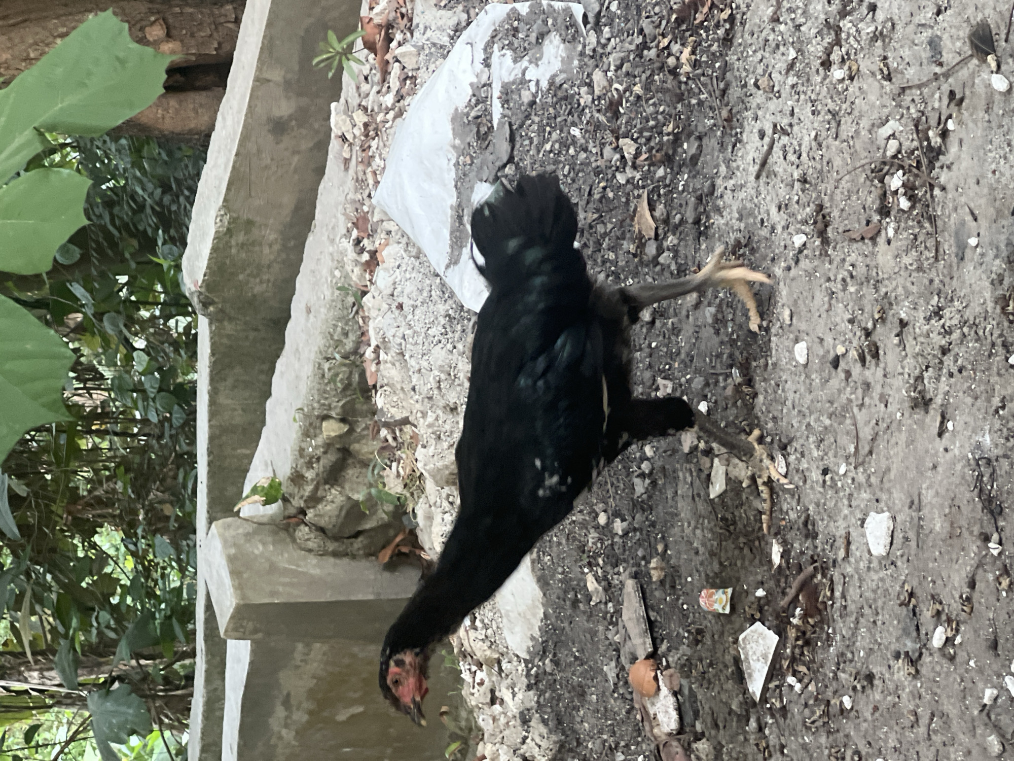 A black chicken stands on a dirt ground littered with small rocks, debris, and fallen leaves. In the background, there are concrete structures and lush green foliage. A white plastic bag filled with dirt is situated behind the chicken. The chicken has a reddish comb and wattles. The scene appears to be outdoors, possibly in a semi-urban or rural setting. No people are visible in the image.