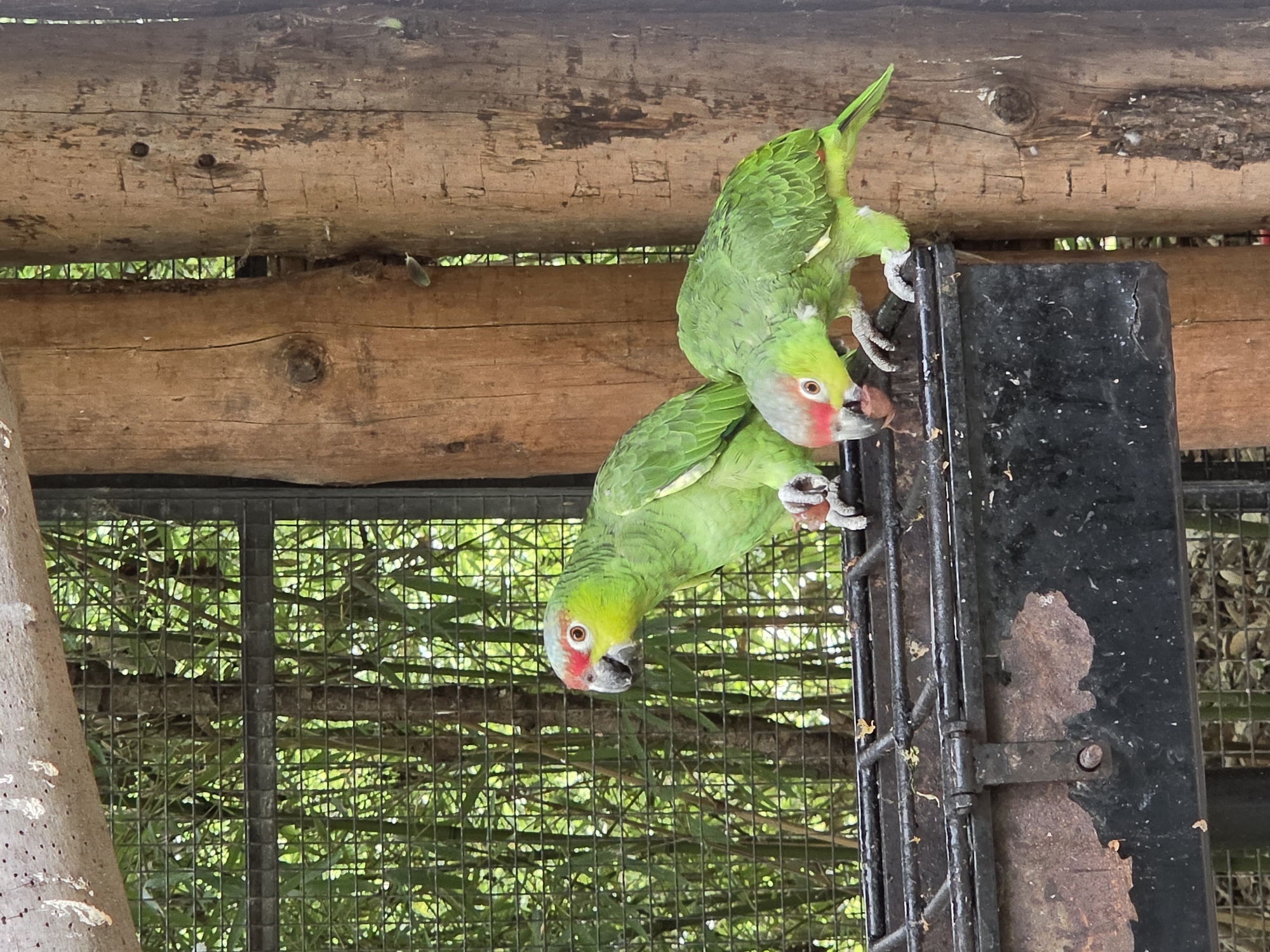 Two green parrots with red markings on their faces and gray heads are perched on the edge of a black metal feeder. The parrot on the left is looking to its left, while the parrot on the right is looking down at the feeder and appears to be eating. The feeder is resting on a wire rack. In the background, there is a wire fence and dense green foliage, possibly bamboo. The scene is illuminated by natural light, creating some shadows. The image appears to have been taken outdoors, possibly in an aviary. This setting is consistent with the Parco Natura Viva in Bussolengo, Italy, which houses various animal species in naturalistic enclosures.