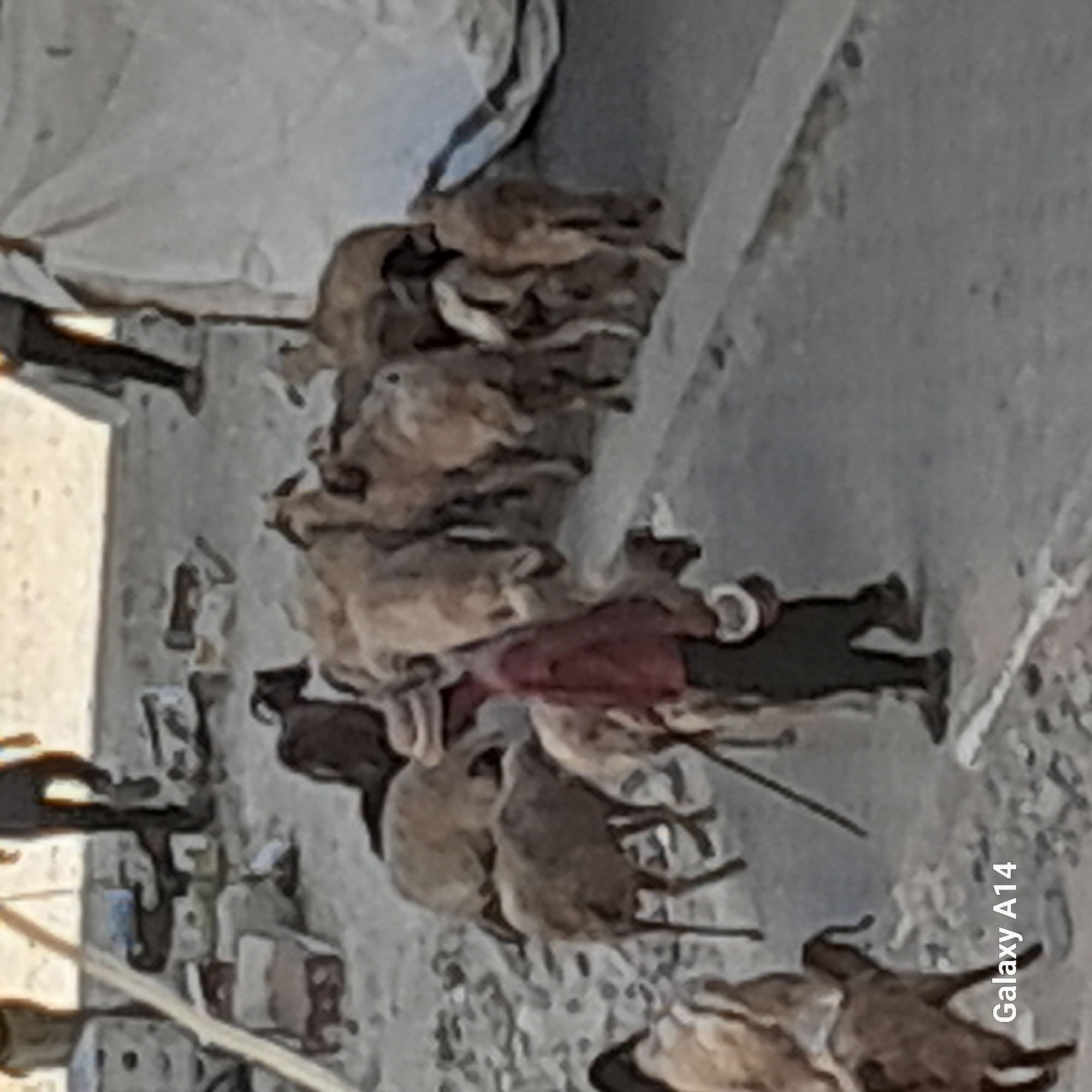 In Khan Yunis, Palestinian Territories, a man wearing a red shirt and a hat is walking with a flock of sheep and goats on a dirt path. He holds a stick in his right hand. The animals are gathered around him, some standing, some lying down. In the background, people are visible, as well as some structures and tents, suggesting a temporary settlement or a communal area. The ground is uneven and rocky.