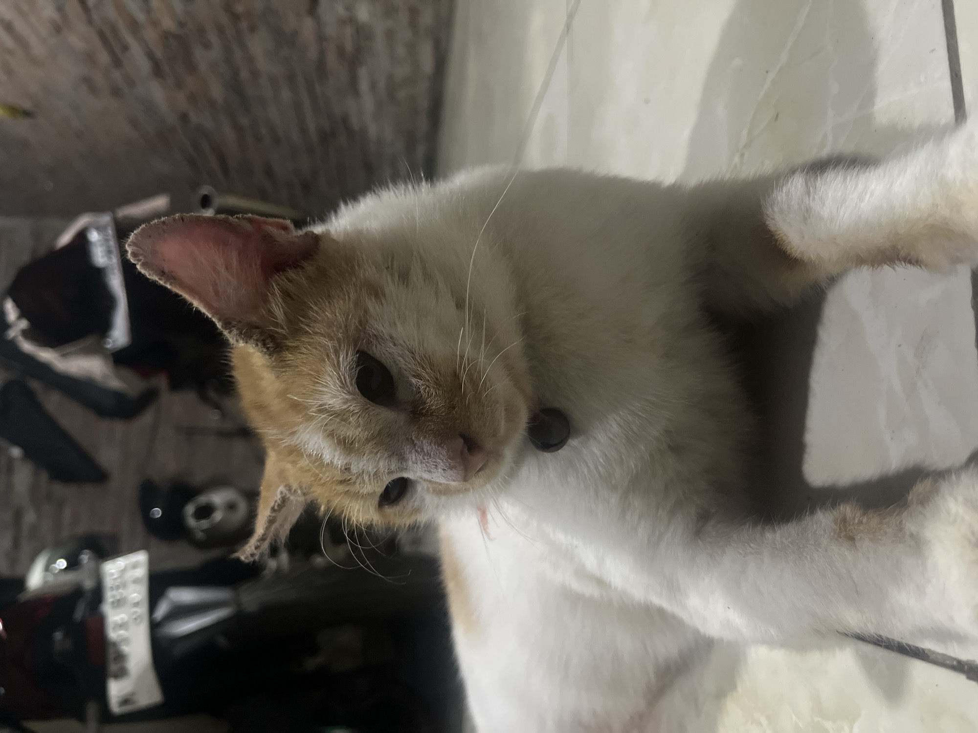 A close-up, eye-level shot captures an orange and white cat resting on a tiled floor. The cat, wearing a dark collar with a small charm, looks towards the left of the frame with its eyes partially closed. Its ears are alert, and its fur appears somewhat ruffled, particularly around its ears, which show signs of slight damage or irritation. Behind the cat, out of focus, are two motorcycles parked against a brick wall. One motorcycle has a license plate that is partially visible. The environment suggests an outdoor or semi-outdoor setting, possibly a yard or alleyway in Karangrandu, Indonesia.