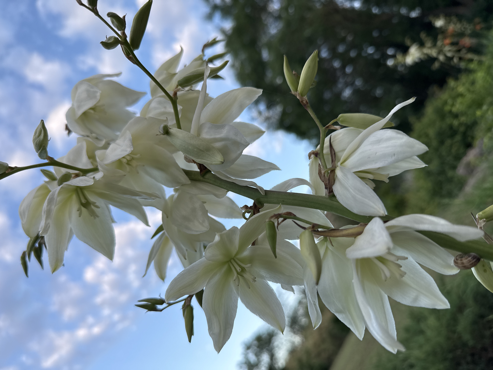 A close-up, low-angle shot captures a cluster of white yucca flowers with green buds against a backdrop of a cloudy blue sky and blurred greenery. The flowers are in various stages of bloom, with some fully open and others still tightly closed. The stem of the flower stalk is thick and green, with a few brown spots. A small snail is visible on the stem, clinging to the stalk below one of the open flowers. The surrounding environment is lush with green vegetation, suggesting a garden or park setting. The image is taken in Odesa, Ukraine.