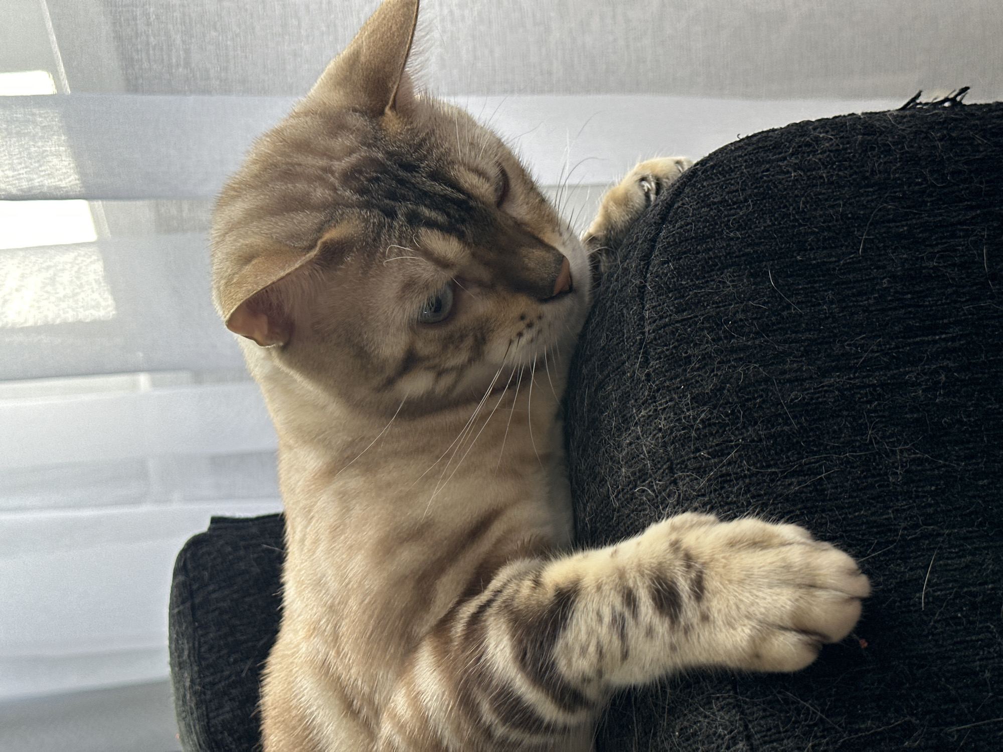 A close-up, eye-level shot shows a light brown Bengal cat with dark brown tabby markings resting on the armrest of a dark fabric sofa. The cat's head is tilted down and to the right, with its eyes partially closed. Its right front paw rests on the sofa armrest, with its claws extended slightly. The background consists of sheer white curtains illuminated by natural light. There is no indication of the city of Energetik, Russia, or any other specific location. The scene is quiet and domestic, with the cat appearing to be relaxed and possibly dozing.