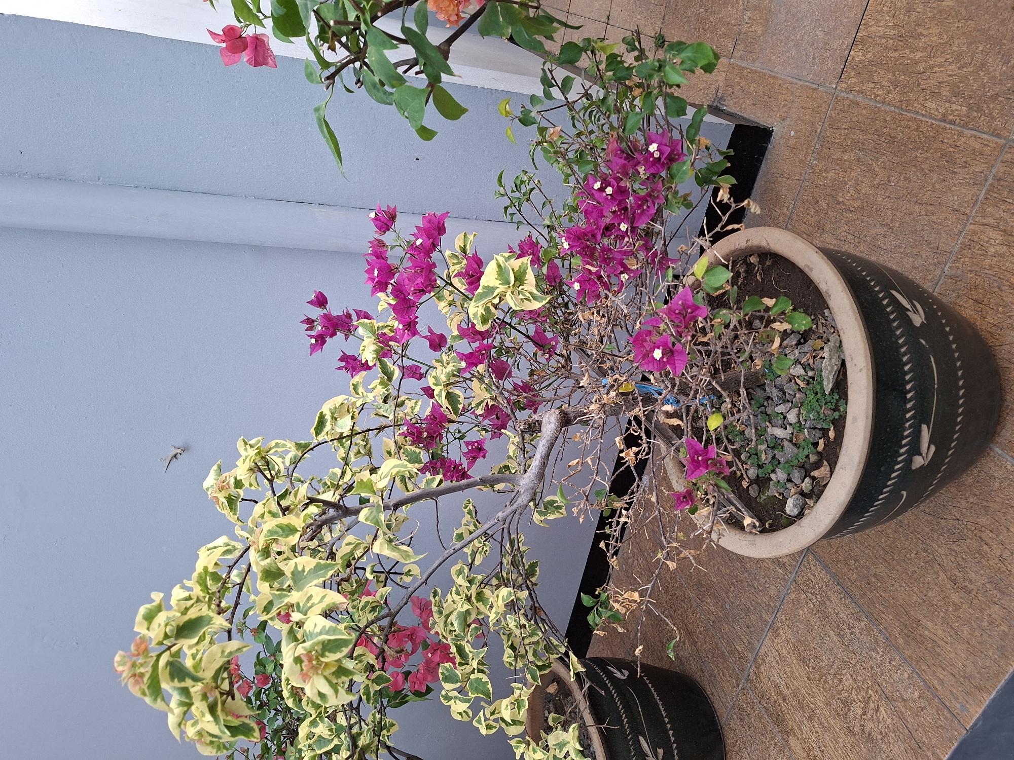 This is a medium-shot, eye-level, outdoor photograph taken in Surawangi, Indonesia, featuring two potted bougainvillea plants against a gray wall. The plant in the foreground is a variegated bougainvillea with cream and green leaves, accented by clusters of vibrant magenta bracts. Its branches are irregular and somewhat sparse, with some dried, brown stems visible. The plant is in a dark green, decorative ceramic pot with a swirling white pattern. The pot sits on a textured brown tiled surface. To the left, a portion of another similar dark green pot containing a different bougainvillea is visible. In the background, a pale gray wall forms the backdrop, with a subtle vertical seam. A small, light-colored object, possibly a bird or insect, is suspended in the air against the wall. To the right, another bougainvillea with greener leaves and pinkish-orange bracts is partially visible, also in a pot. The lighting suggests it is daytime, with soft illumination.