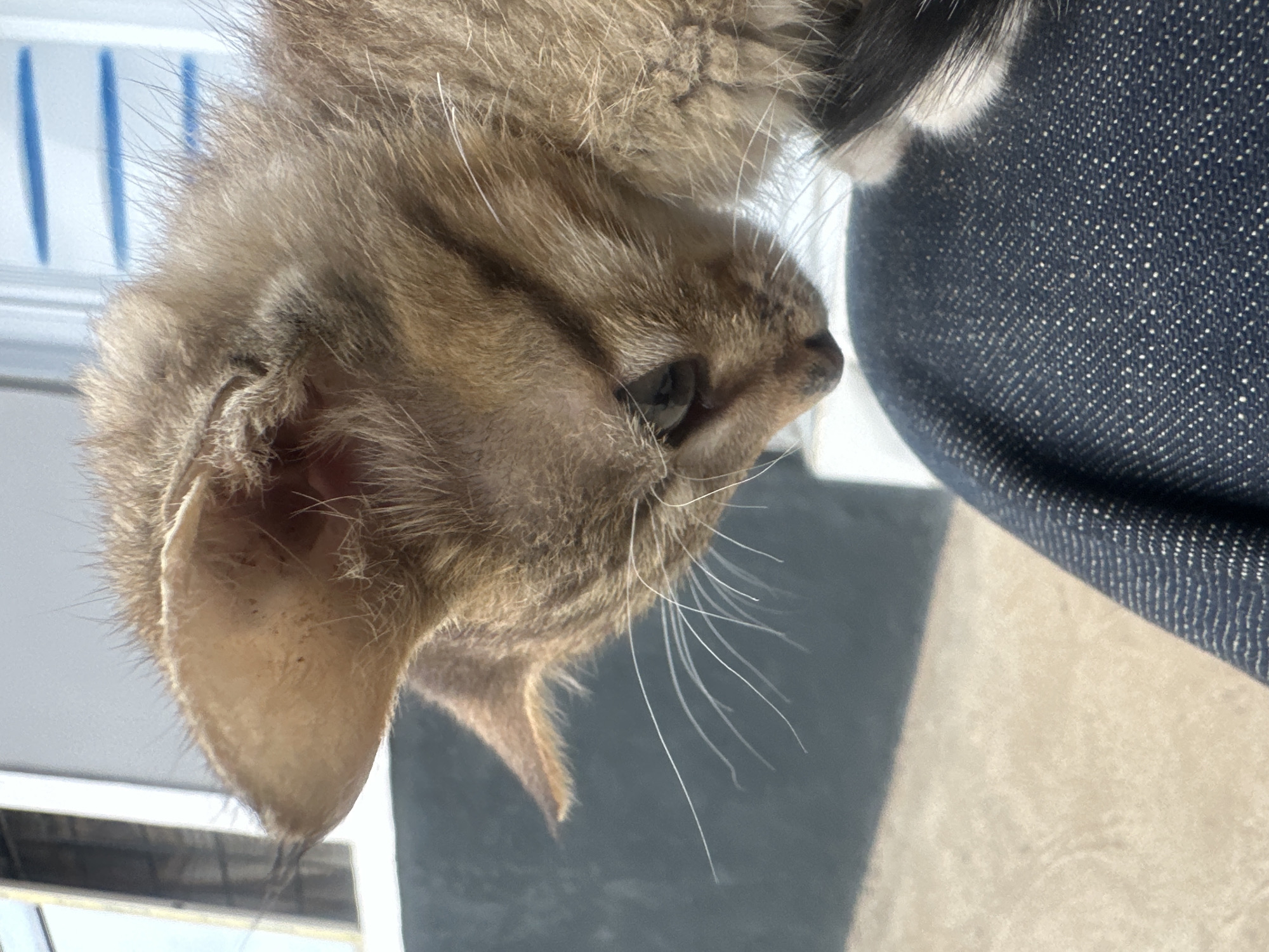 A close-up, partially out-of-focus image depicts the head and upper torso of a small, brown tabby kitten. The kitten's left ear is prominently displayed, and its face is turned to the side, revealing one eye and several long whiskers. The kitten appears to be resting on a dark blue textured fabric. The background includes indistinct shapes and colors. The image provides insufficient information to discern a specific location within Jos, Nigeria, or any details about individuals or interactions.