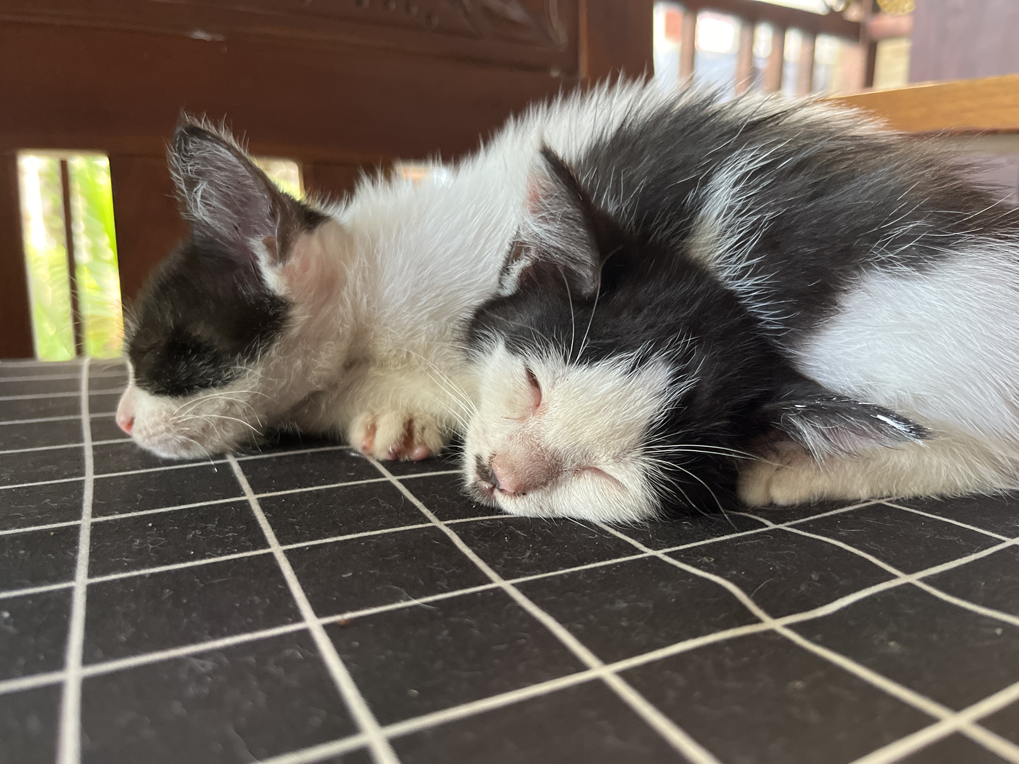 Two black and white kittens are sleeping on a black and white checkered surface. The kittens are curled up together, with one kitten's head resting on the other's body. The surface appears to be a tablecloth or mat, with white lines forming a grid pattern. The background is blurred, showing parts of a wooden structure and greenery, possibly indicating an outdoor or semi-outdoor setting. The image was taken in Tegallalang, Indonesia.