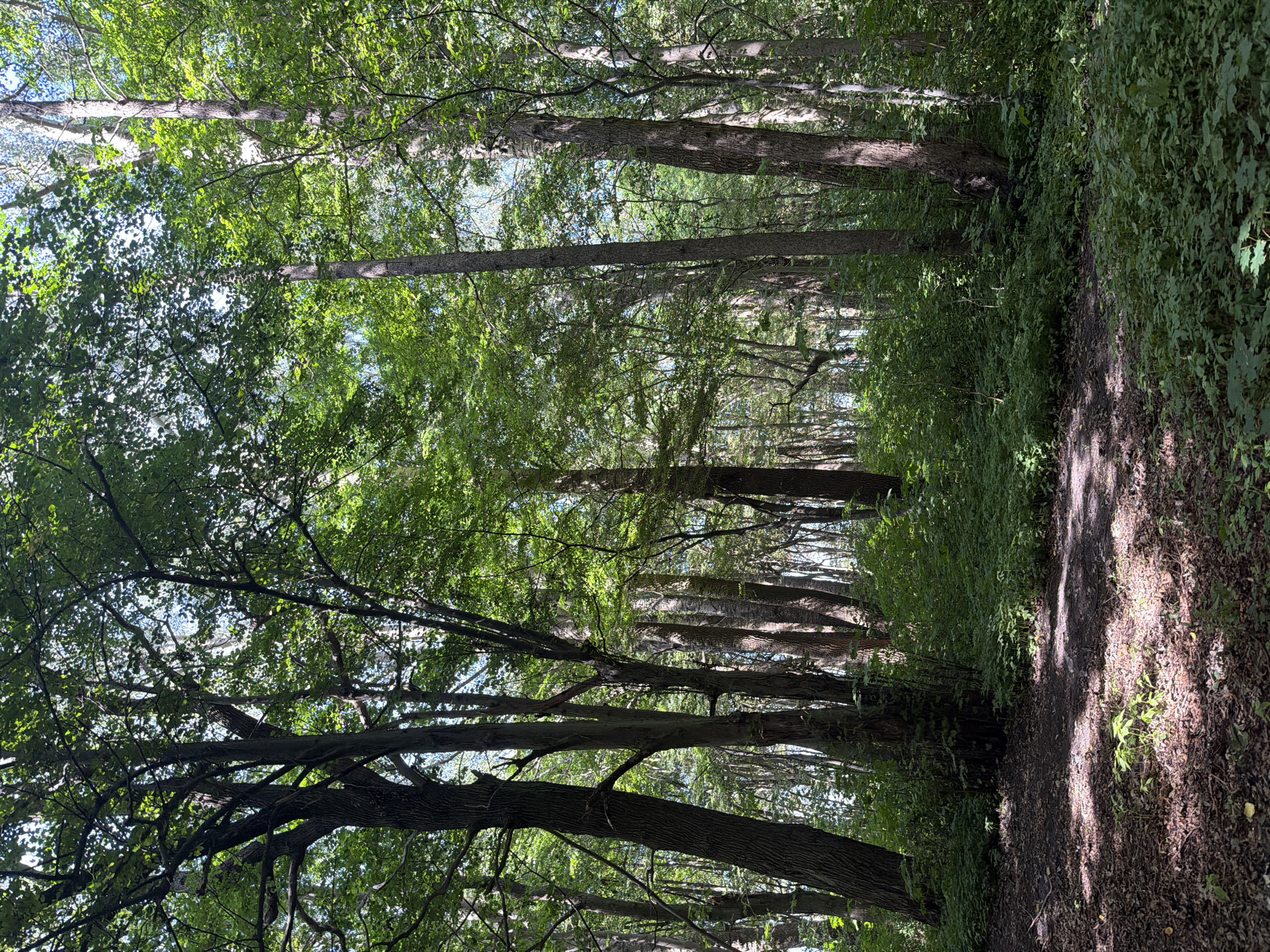 The image depicts a sun-dappled forest scene with tall trees and lush green undergrowth. The ground is covered in fallen leaves and dirt, with patches of sunlight filtering through the dense canopy. The trees have rough bark and their branches stretch upwards, creating a shaded environment. The overall impression is one of a natural, undisturbed woodland area. There are no people or specific landmarks visible to indicate a precise location, and therefore, it is not possible to determine if this scene is located in Baltiysk, Russia.