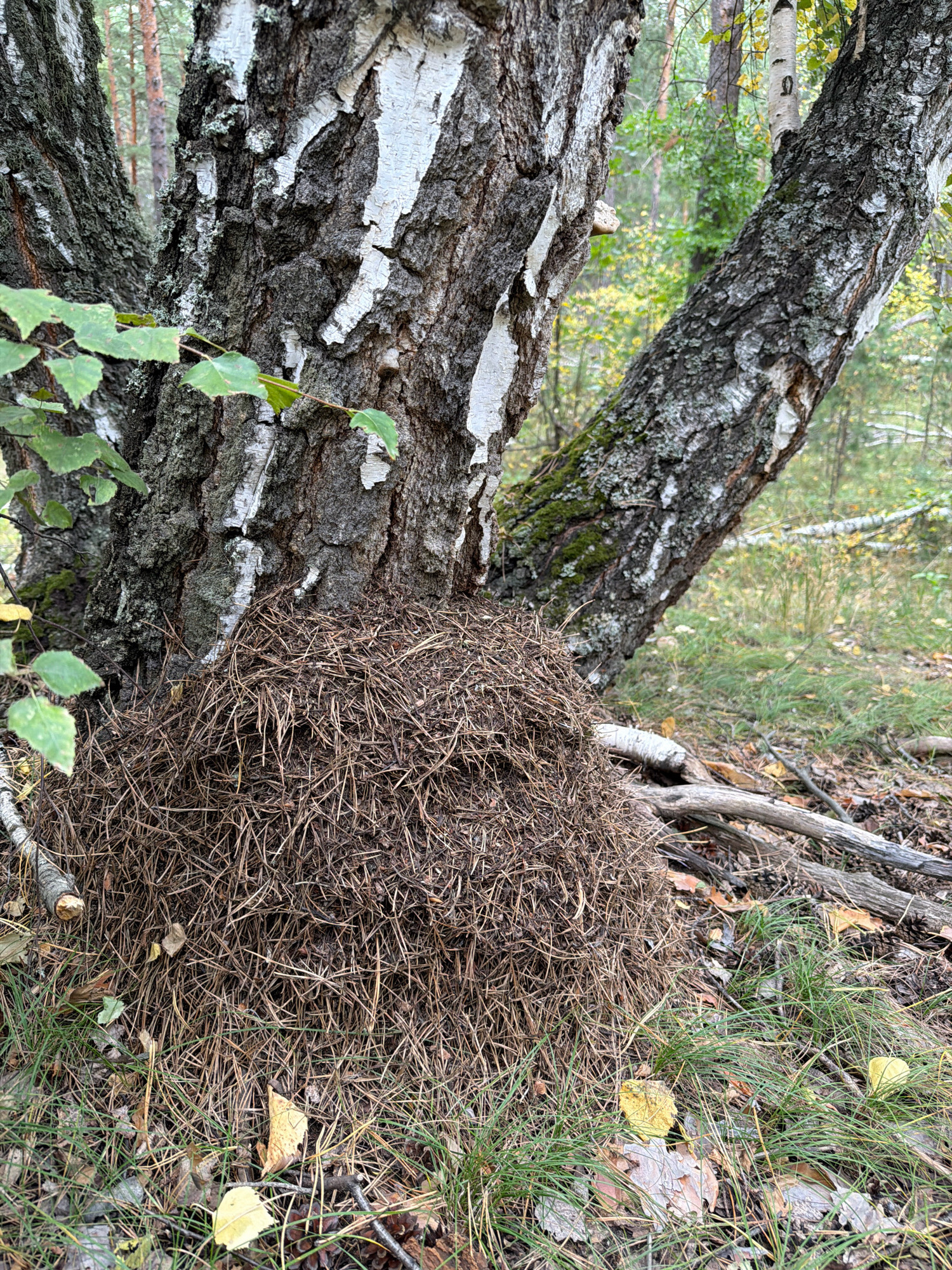 A close-up shot focuses on an anthill composed of pine needles at the base of a birch tree in a forest setting. The birch tree, with its characteristic white and dark bark, dominates the left and central portions of the image. To the right, another birch tree trunk angles into the background. The ground surrounding the anthill is covered with dry pine needles, grass, and fallen leaves, suggesting an autumn season. In the background, out-of-focus trees and foliage create a natural forest environment. The lighting suggests an overcast day. No people or specific landmarks indicating the city of Partizanskii, Russia, are visible.