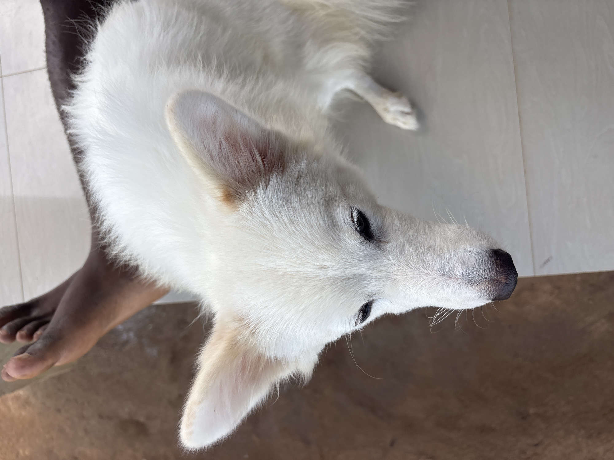 A medium-shot aerial view captures a white dog lying near a dark-skinned individual's bare leg and foot. The dog's head is facing the viewer, revealing a pointed snout and dark eyes. The background consists of a tiled surface, predominantly white and brown, creating a neutral backdrop. The location of Ikot Ekpene, Nigeria is not discernible from the image.