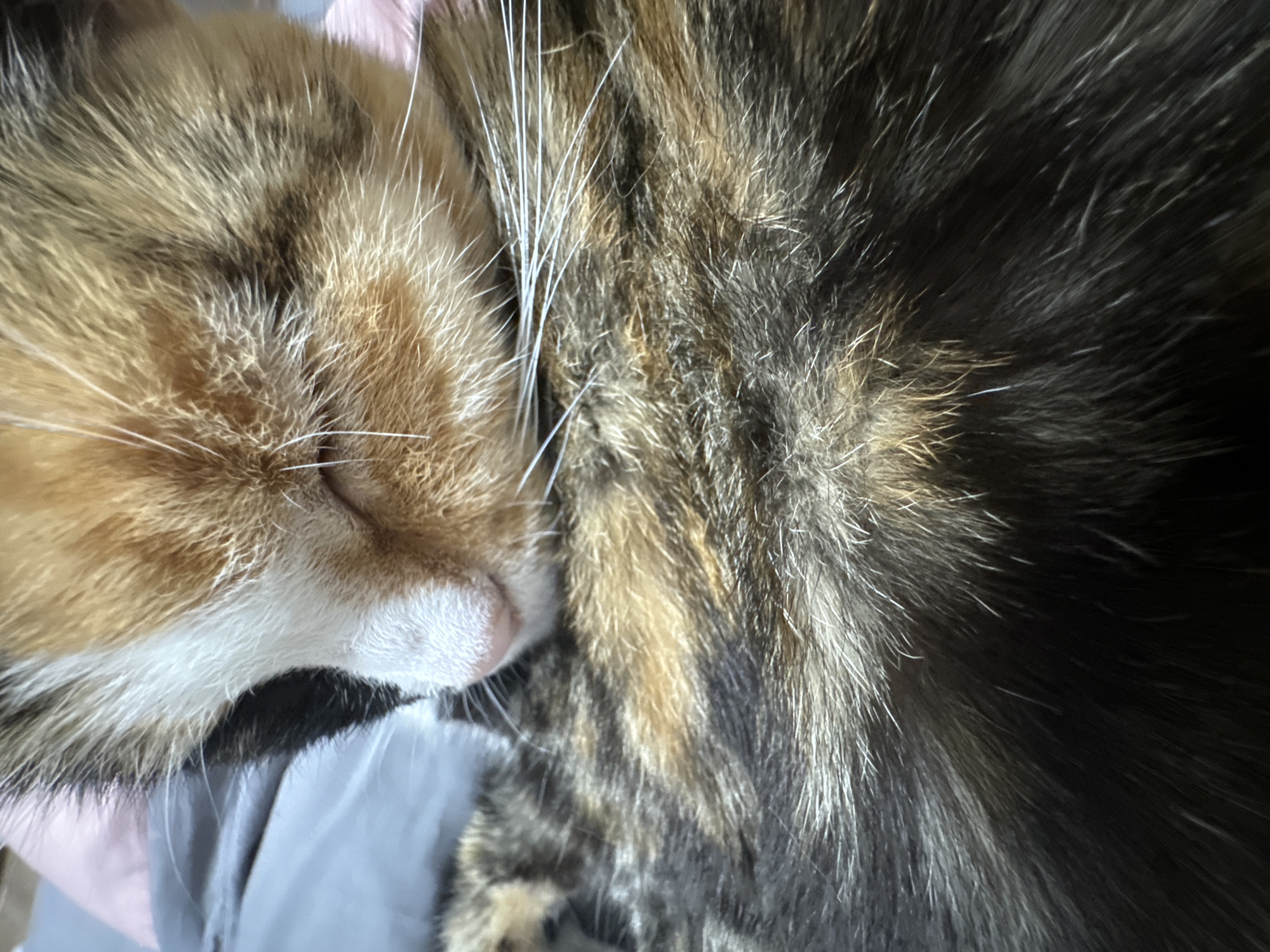 The image presents a close-up, overhead view of a cat curled up and appearing to be asleep or resting peacefully. The cat's eyes are gently closed, suggesting a state of deep relaxation. Its fur exhibits a beautiful tabby pattern, featuring a blend of warm ginger/orange, various shades of brown, and dark grey or black stripes and patches. The cat's face is predominantly ginger with a distinct white muzzle and chin, from which numerous long, prominent white whiskers emanate.
A substantial part of the cat's body is visible, displaying the intricate details and texture of its multi-colored fur. The animal appears comfortable, nestled against a soft, light-colored surface, likely a blanket or fabric, with a grey section visible beneath its head and a subtle hint of pinkish material near its ear. The lighting is soft and ambient, contributing to the tranquil mood without indicating a specific time of day or outdoor setting. No other subjects, objects, or text are visible in the frame. The overall scene conveys a strong sense of peace and quiet contentment.