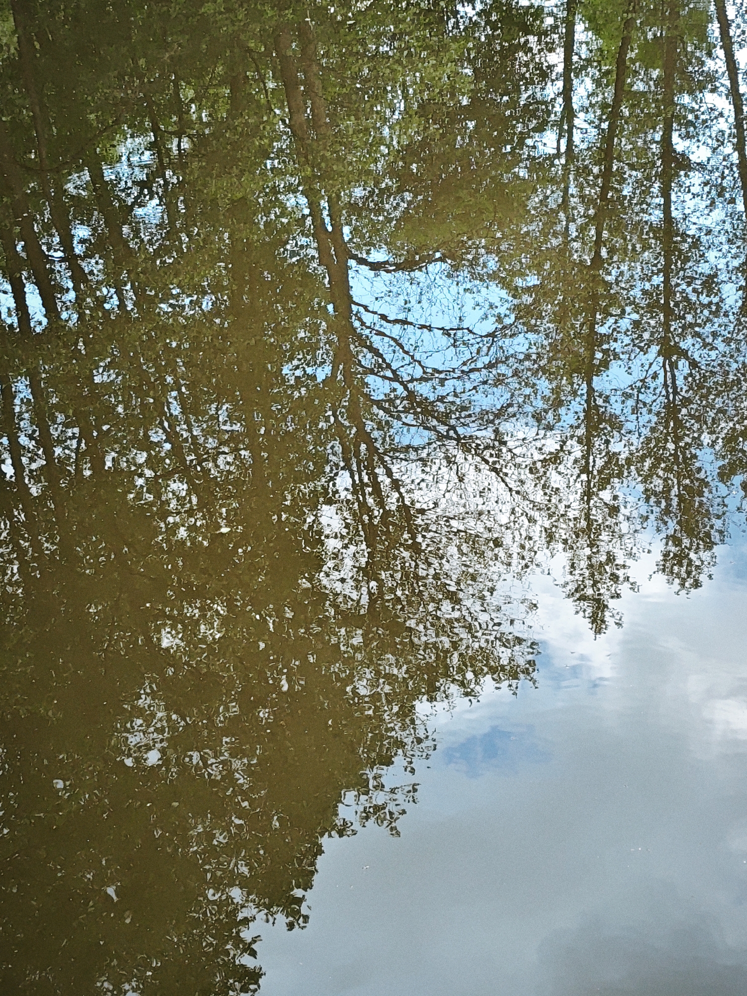 The image shows a reflection in water, likely a lake or pond. Reflected in the water are trees and a blue sky with clouds. The water itself is murky and dark, obscuring the details of the reflected images. The location is Боровково, Russia.