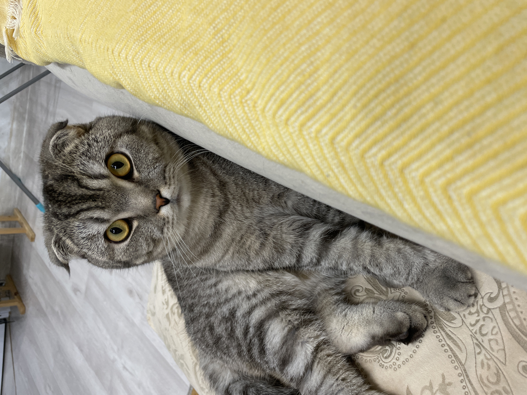 A domestic Scottish Fold cat with grey tabby fur and characteristic folded ears is captured in a close-up, vertical shot. The cat's large, round yellow-green eyes are wide and focused directly at the viewer, conveying an alert and curious expression. Its head is slightly tilted, and prominent dark stripes are visible on its grey fur.
The cat is positioned indoors, peeking out from beneath a vibrant yellow blanket or throw that fills the upper portion of the frame. The blanket features a distinct herringbone woven pattern. The cat's body rests on a light-colored cushion or mat adorned with an intricate, swirling patterned design. In the background, a light-toned wooden floor, possibly laminate or engineered wood, is visible with clear panel lines. A fragment of a light wooden shelving unit or furniture piece can be seen in the far left background.
The image depicts the cat resting or observing its surroundings from a partially concealed, comfortable position within a domestic setting in Chaikovsky, Russia. The indoor lighting suggests either daytime or a well-lit evening. There is no visible text in the image.