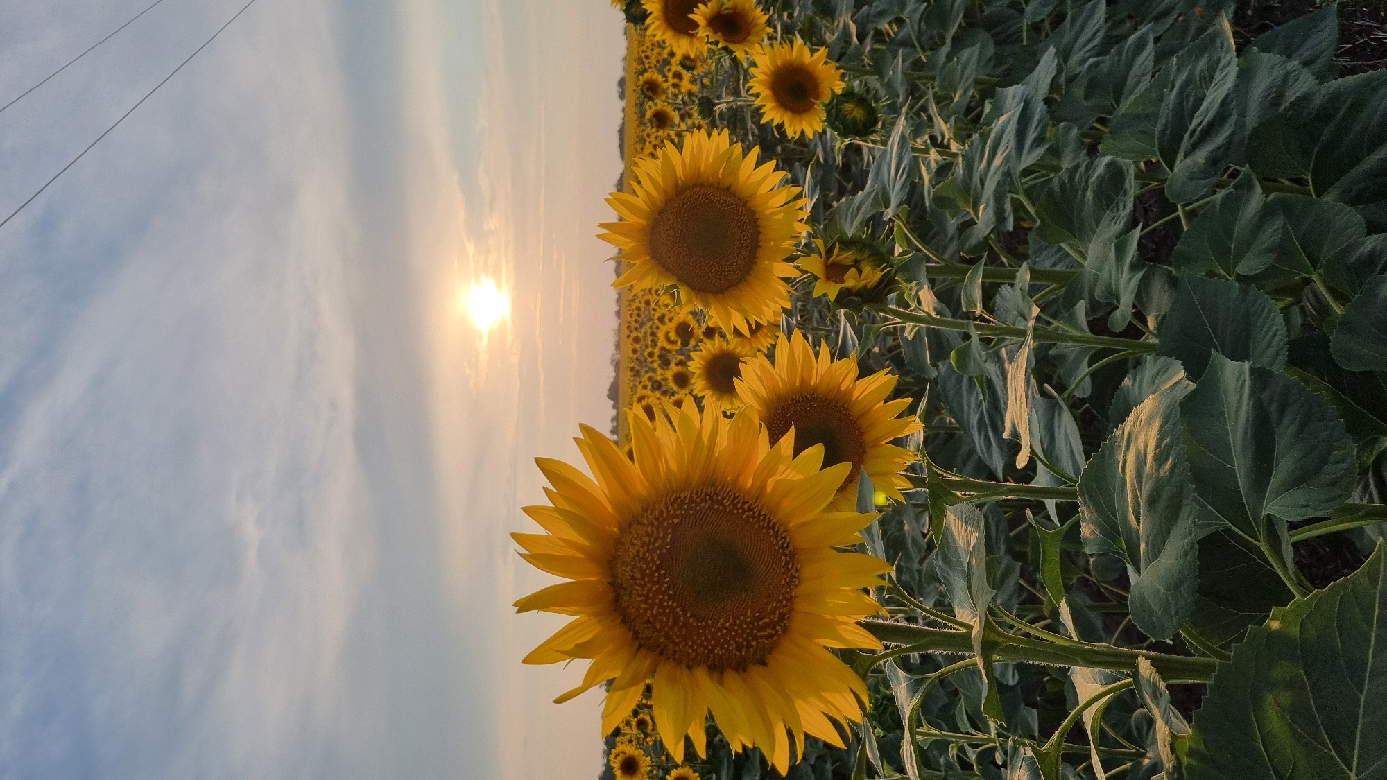A vertical, medium-shot, eye-level photograph captures a field of sunflowers bathed in the warm, soft light of a setting sun. The sky above is a pale blue, streaked with thin, wispy clouds, and the sun, a bright orb, is visible near the top center of the frame, casting a golden glow over the scene. The foreground is dominated by several large sunflowers, their bright yellow petals reaching upwards, with their brown centers clearly defined. Their thick, green stalks and large, textured leaves are also prominent. In the mid-ground and background, the field stretches out, densely populated with more sunflowers, all facing the sun. The overall impression is one of natural beauty and tranquility, enhanced by the warm, golden hour lighting. The scene is devoid of any people or man-made structures, except for two thin, dark power lines stretching diagonally across the upper right portion of the sky. The location is identified as Smila, Ukraine.