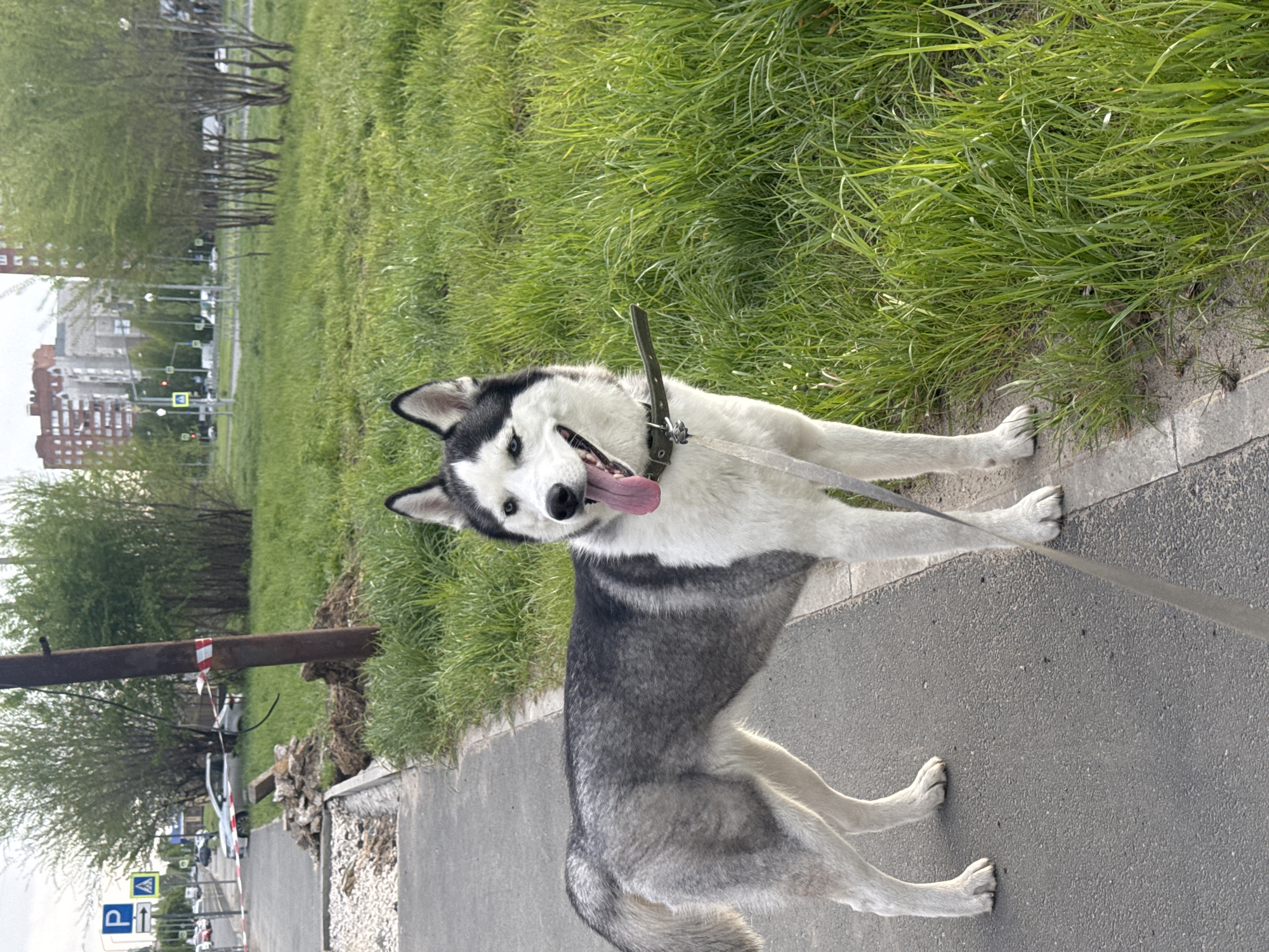 A medium shot shows a dog standing on a sidewalk near a grassy area in an urban setting. The dog is a Husky, with a white and gray coat and black and white markings on its face. It has its tongue out, suggesting it might be panting or overheated. The dog is wearing a black collar and is attached to a gray leash, which is held out of view. The background includes a sidewalk, a curb, green grass, trees, and buildings in the distance, indicating it is an urban or suburban park area. A metal pole is seen in the frame, lying along the edge of the sidewalk near construction materials. A street runs parallel to the sidewalk with parked cars and other vehicles. Parking and pedestrian crossing signs are visible.