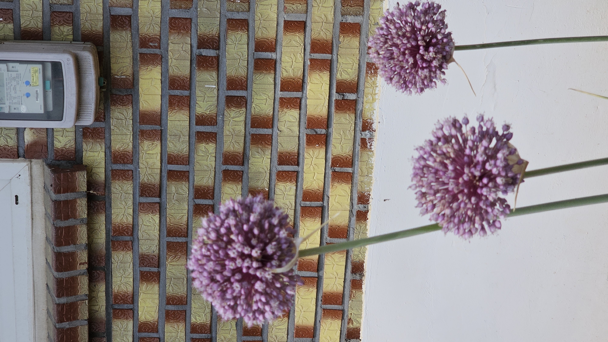 Three spherical purple allium flowers are in the foreground of the image, with a yellow and brown brick wall as the background. A white window ledge is visible at the top of the image. To the right of the window ledge, a grey outdoor utility box is mounted to the wall. The flowers are in focus, with the brick wall slightly blurred. The overall color palette is a mix of purple, yellow, and brown. The scene appears to be outdoors, possibly in a residential area. There is no information available to determine the specific location within Asan-si, South Korea.