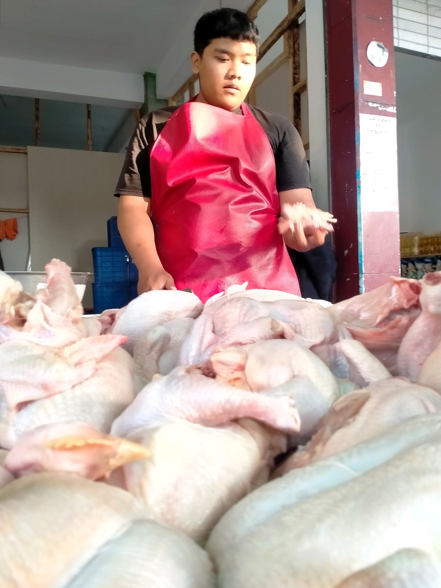 In Batu, Indonesia, a young male, possibly a vendor, stands behind a large pile of raw chickens. He wears a black t-shirt and a bright red apron. His right hand is raised, holding a few small pieces of chicken. The chickens are presented in a shallow container, filling the foreground of the image. The background is indistinct, suggesting an outdoor market or a shop with utilitarian structures and some shelves. The lighting indicates it is daytime, with sunlight casting shadows and highlighting the textures of the chickens and the boy's apron.