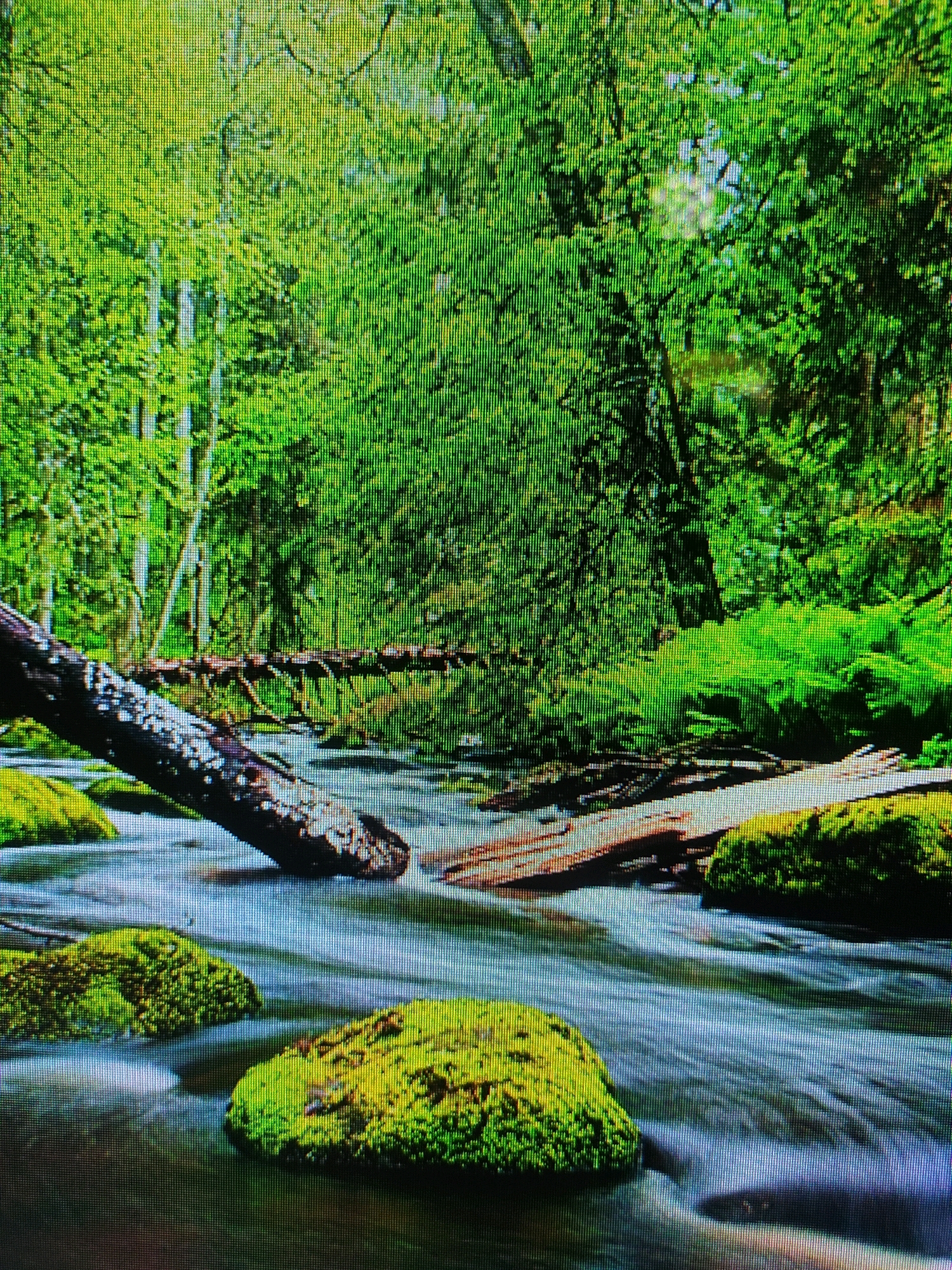 The image depicts a serene natural scene featuring a river flowing through a lush green forest. In the foreground, moss-covered rocks protrude from the clear water, creating a picturesque view. A fallen tree trunk lies partially submerged in the river, adding a touch of ruggedness to the tranquil setting. The dense forest canopy, with its vibrant green foliage, provides a stunning backdrop to the flowing water. The sunlight filtering through the leaves creates a dappled effect, illuminating the scene with a soft, ethereal glow. The river appears calm and clear, with gentle ripples indicating a steady flow. The overall atmosphere of the image is one of peace and natural beauty. There are no people or animals visible in the image.