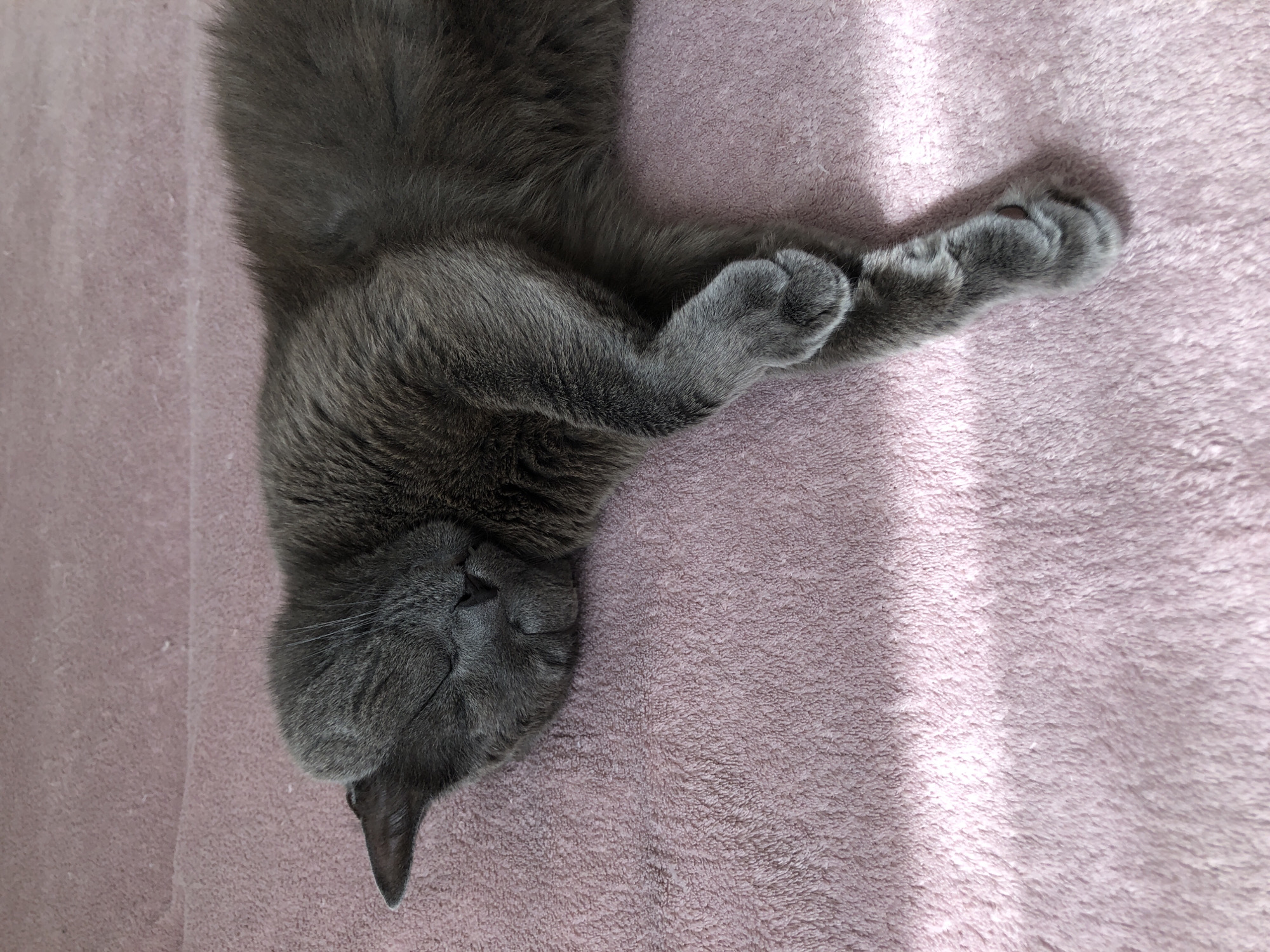 A gray cat is sleeping on a pink blanket. The cat is lying on its side with its eyes closed and its paws crossed. The blanket is soft and fuzzy, and it is illuminated by a shaft of sunlight. The cat's fur is short and dense, and it is the color of a storm cloud. The cat's ears are pointed and triangular, and they are perked up slightly. The cat's nose is small and black, and it is twitching slightly. The cat's mouth is closed, and its whiskers are long and white. The cat is a domestic short-haired cat. The image was taken in Boryspil, Ukraine.