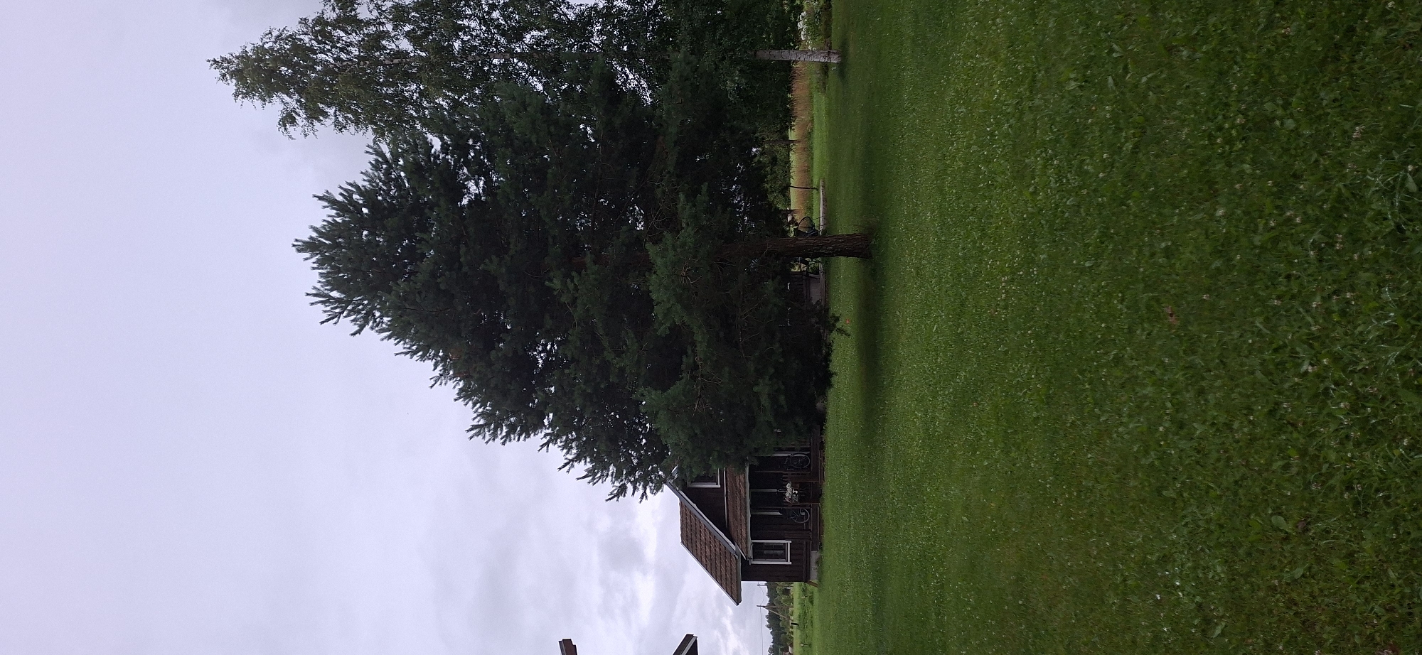 The image depicts a residential scene in Orissaare, Estonia, under an overcast sky. A dark brown wooden house with a brown tiled roof is visible on the left, featuring a porch with two bicycles and a white railing. In front of the house is a well-maintained green lawn. A large, dark green pine tree dominates the center of the image, with its branches extending towards the house. To the right of the pine tree, a taller, lighter green tree, possibly a birch, stands with its white trunk visible. The background consists of a mix of green fields and trees, suggesting a rural or semi-rural setting. The overall impression is one of a quiet, natural environment.