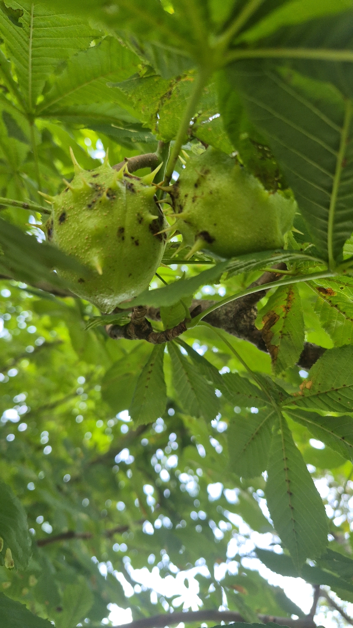 The image shows a close-up, low-angle view of two green horse chestnut conkers hanging from a tree branch, surrounded by lush green leaves. The conkers are spiky and appear to be partially open, revealing their developing seeds. The background is blurred, with dappled sunlight filtering through the leaves, creating a bokeh effect. The scene suggests a natural, outdoor environment. The location is identified as Krauja, Latvia.