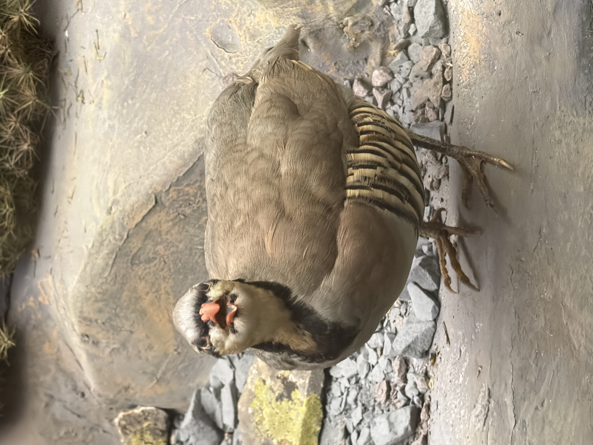 The media file contains a top-down, close-up shot of a single bird. The bird appears to be a game bird, with muted brown and grey plumage and distinctive black and white striped markings on its wings. Its head is turned towards the viewer, revealing a bright orange beak and a white throat with a black stripe extending down its neck. The bird's legs and talons are visible, gripping a rocky surface. The background consists of a rough, textured environment with rocks of various sizes and some sparse vegetation, possibly a desert or mountainous terrain. The lighting suggests it is daytime, but the weather is not discernible. The bird is the sole subject, and no humans or other animals are present. The scene appears to be a static display, possibly a taxidermy exhibit or a posed photograph, as the bird is not actively moving. The focus is on the intricate details of the bird's feathers and facial features.
